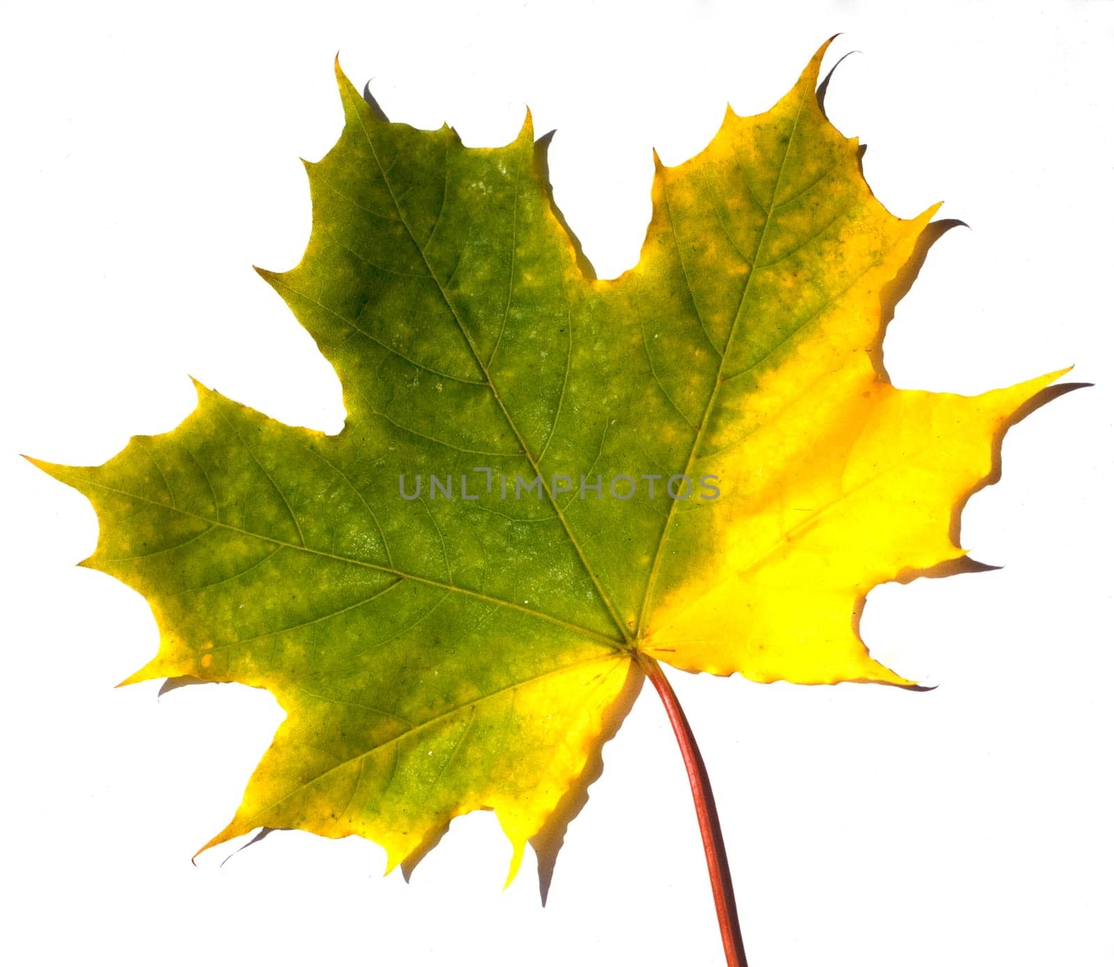 Ahornblatt, Herbstfaerbung