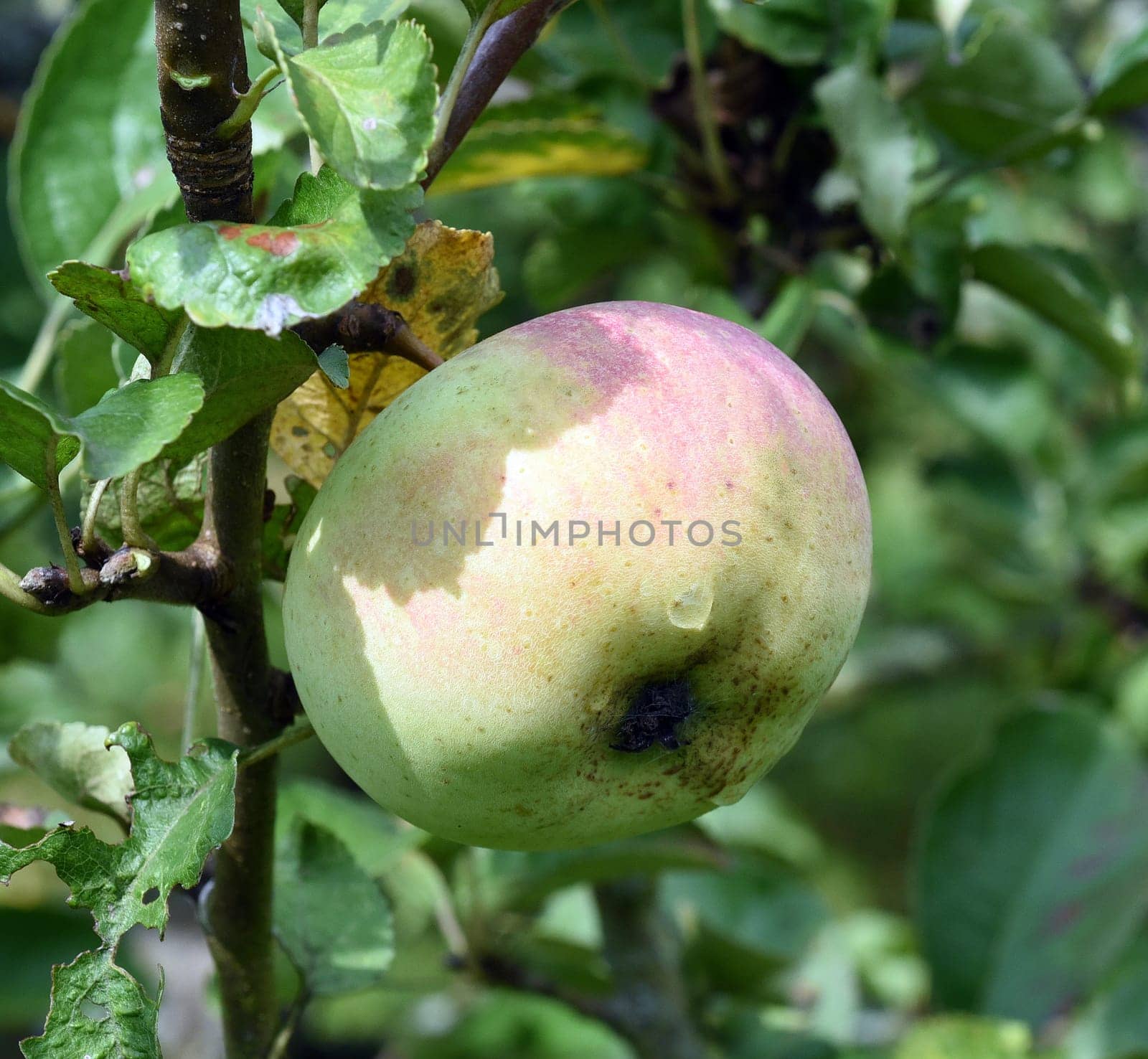 Adersleber Calvill, Apfel, Malus, domestica, Alte Apfelsorte