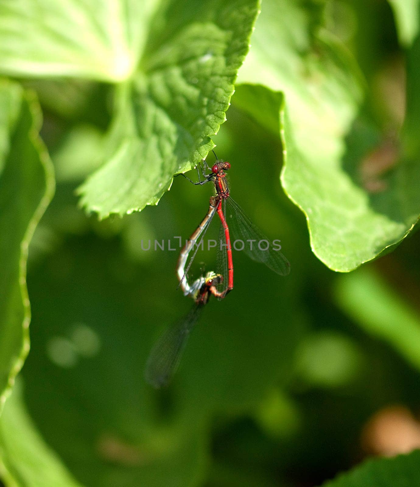 Adonislibelle, Pyrrhosoma nymphula