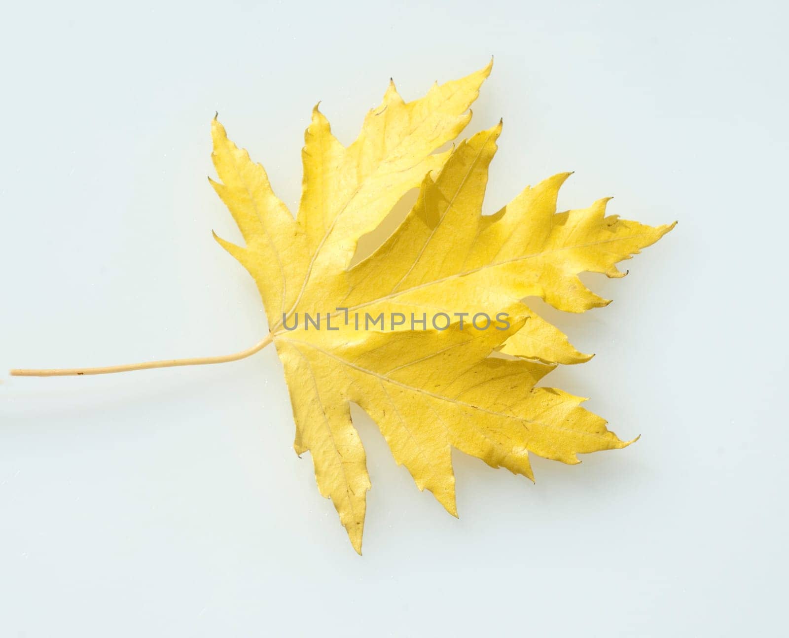 Ahornblatt, Herbst