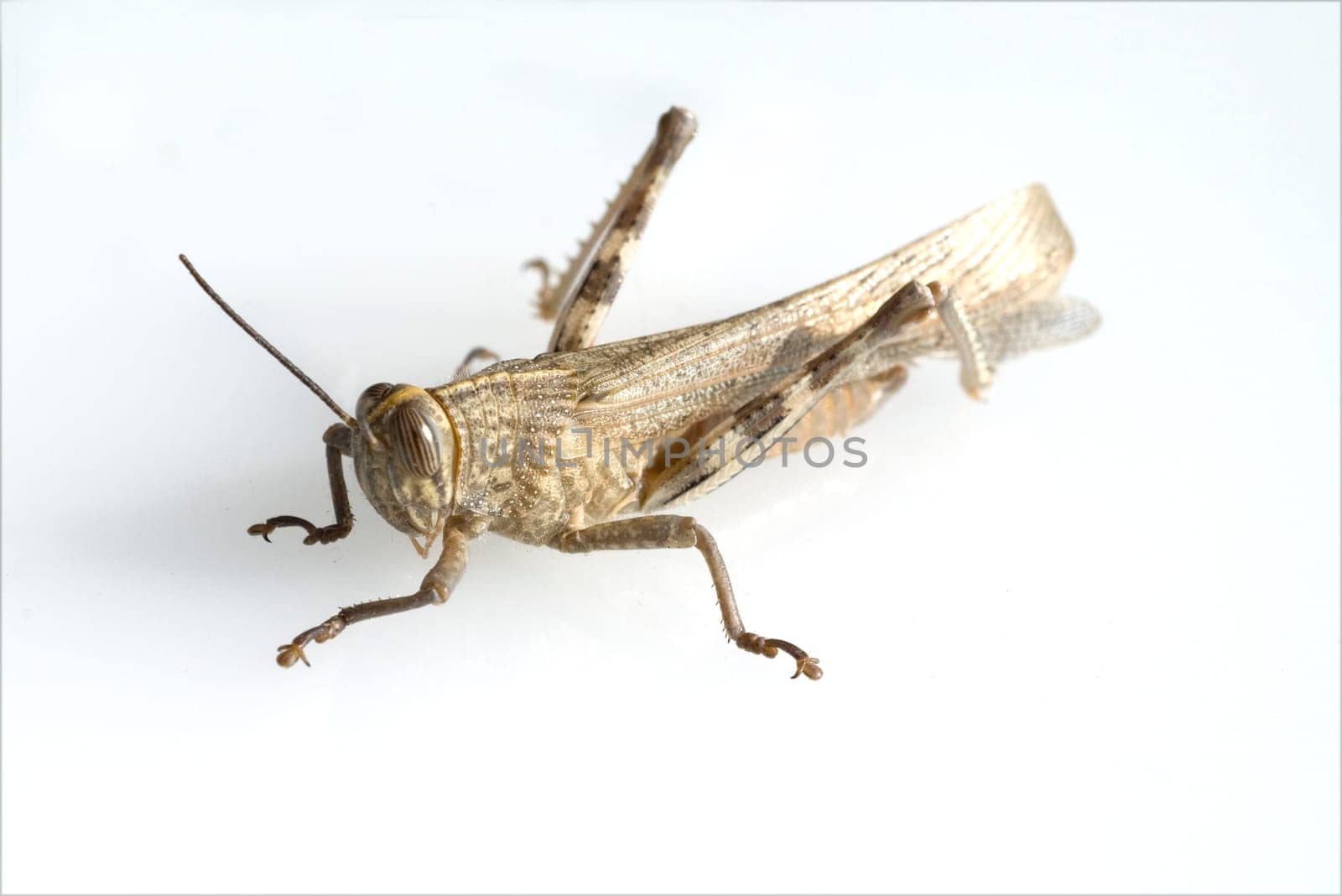 Aegyptische, Wanderheuschrecke, Anacridium