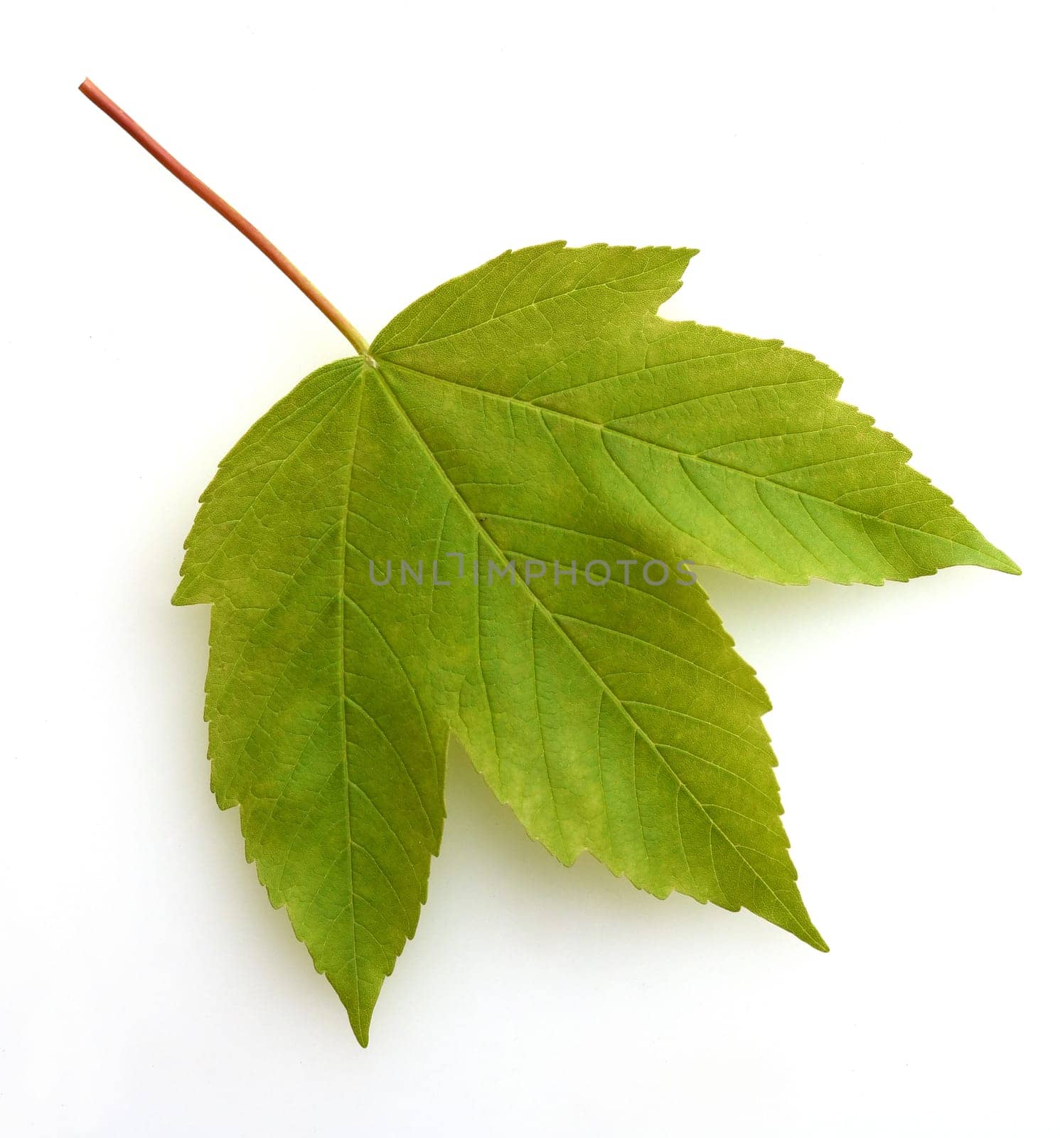 Bergahorn, Acer, pseudoplatanus