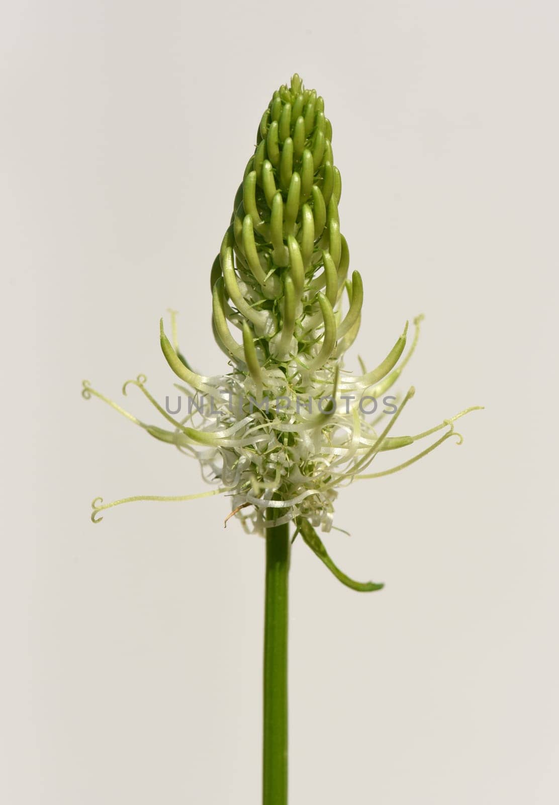 Aehrige, Teufelskralle, Aehrige Rapunzel, Phyteuma, spicatum