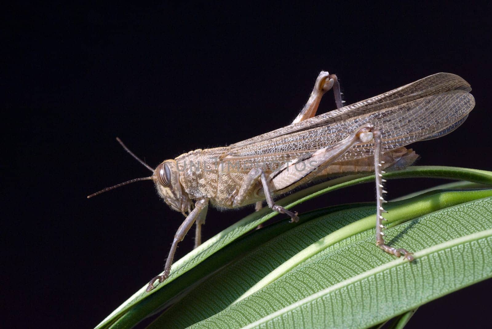Aegyptische, Wanderheuschrecke, Anacridium