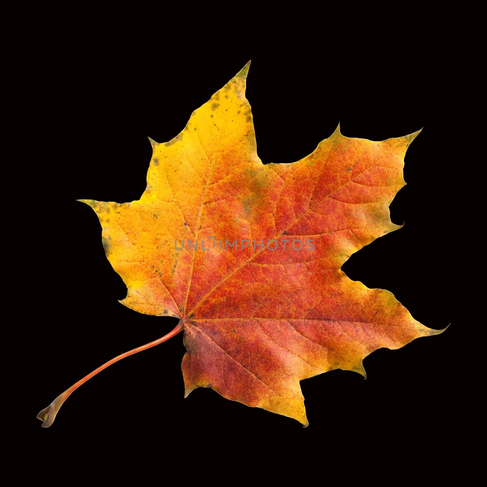 Ahornblatt, Ahornbaum, Herbstblaetter