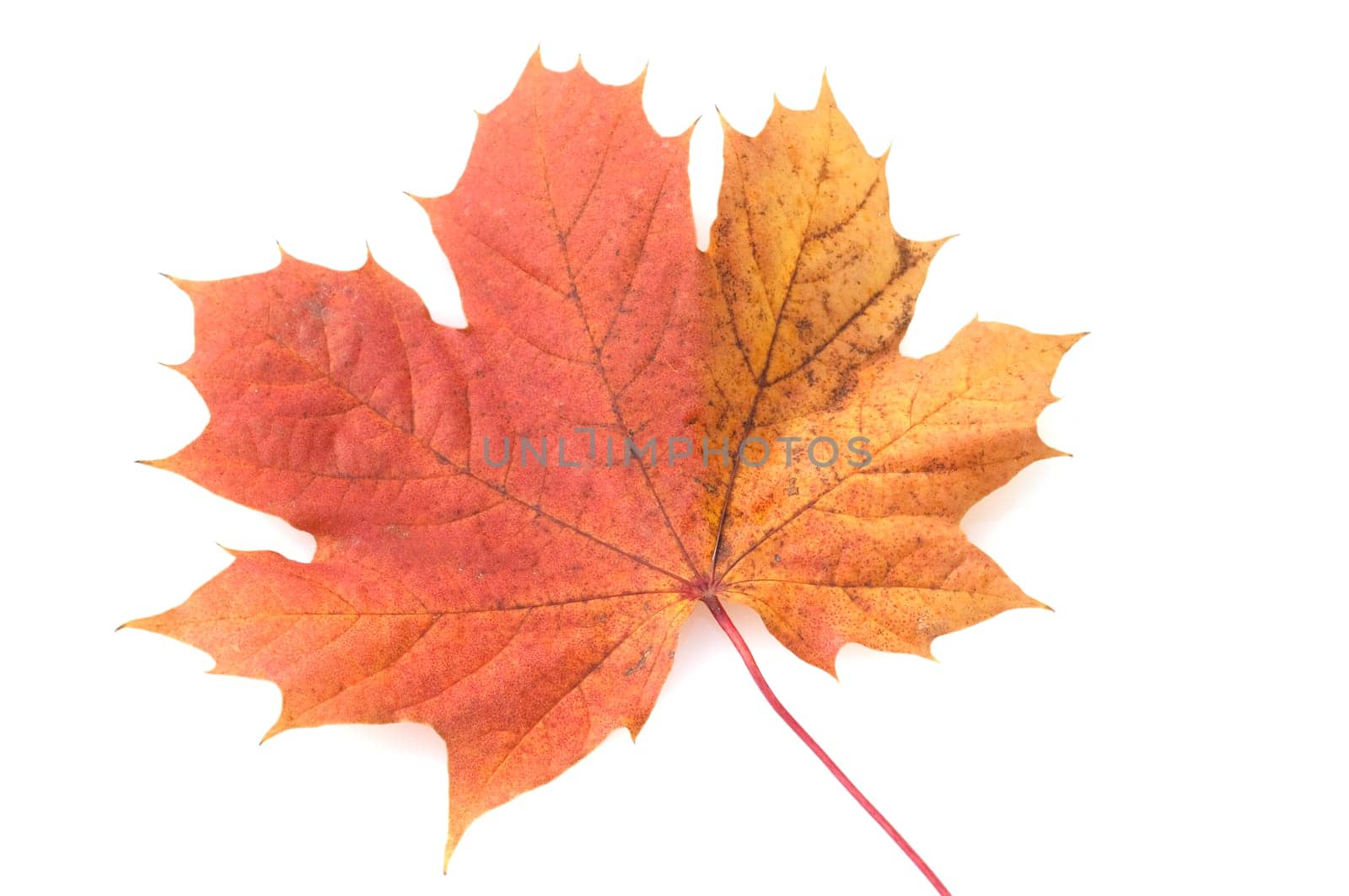 Ahornblatt im herbst