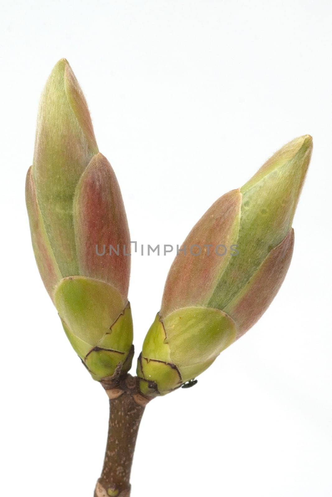 Ahornknospe, Acer