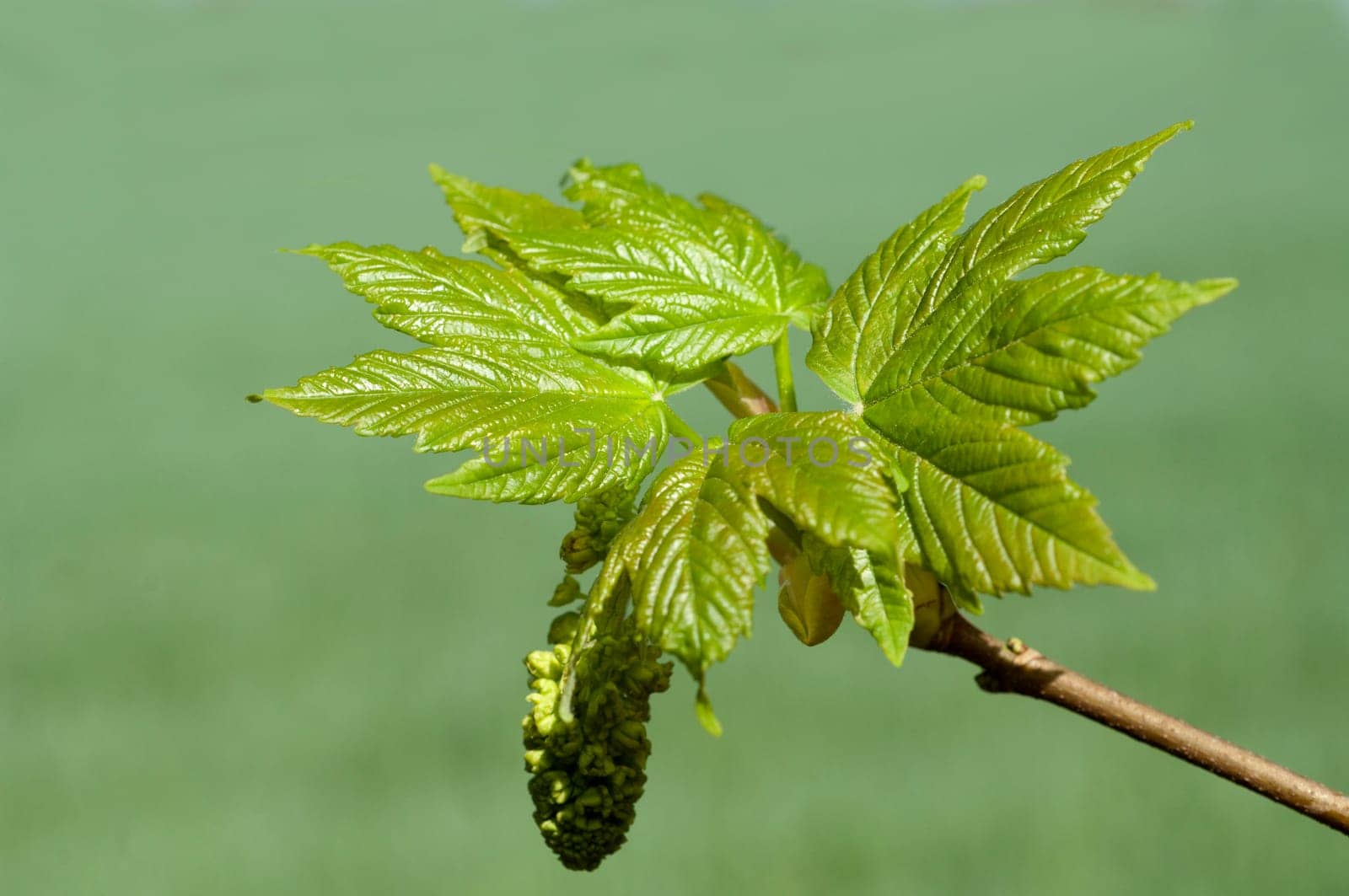 Ahornknospe, Acer