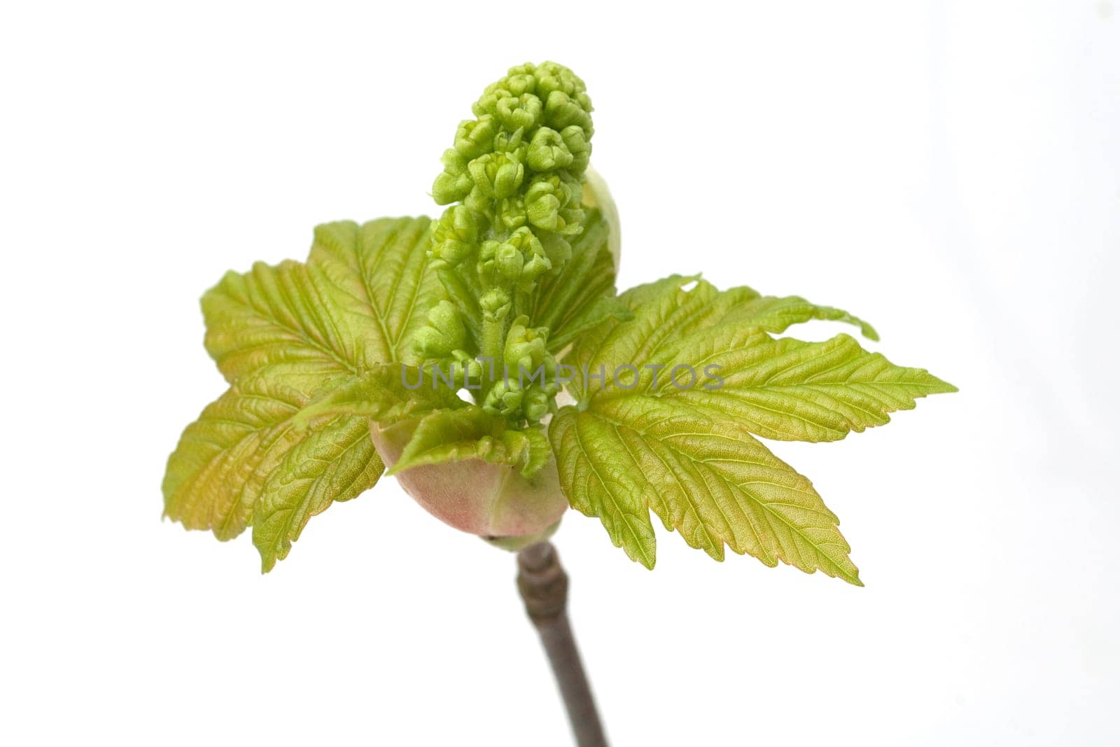 Ahornknospe, Acer