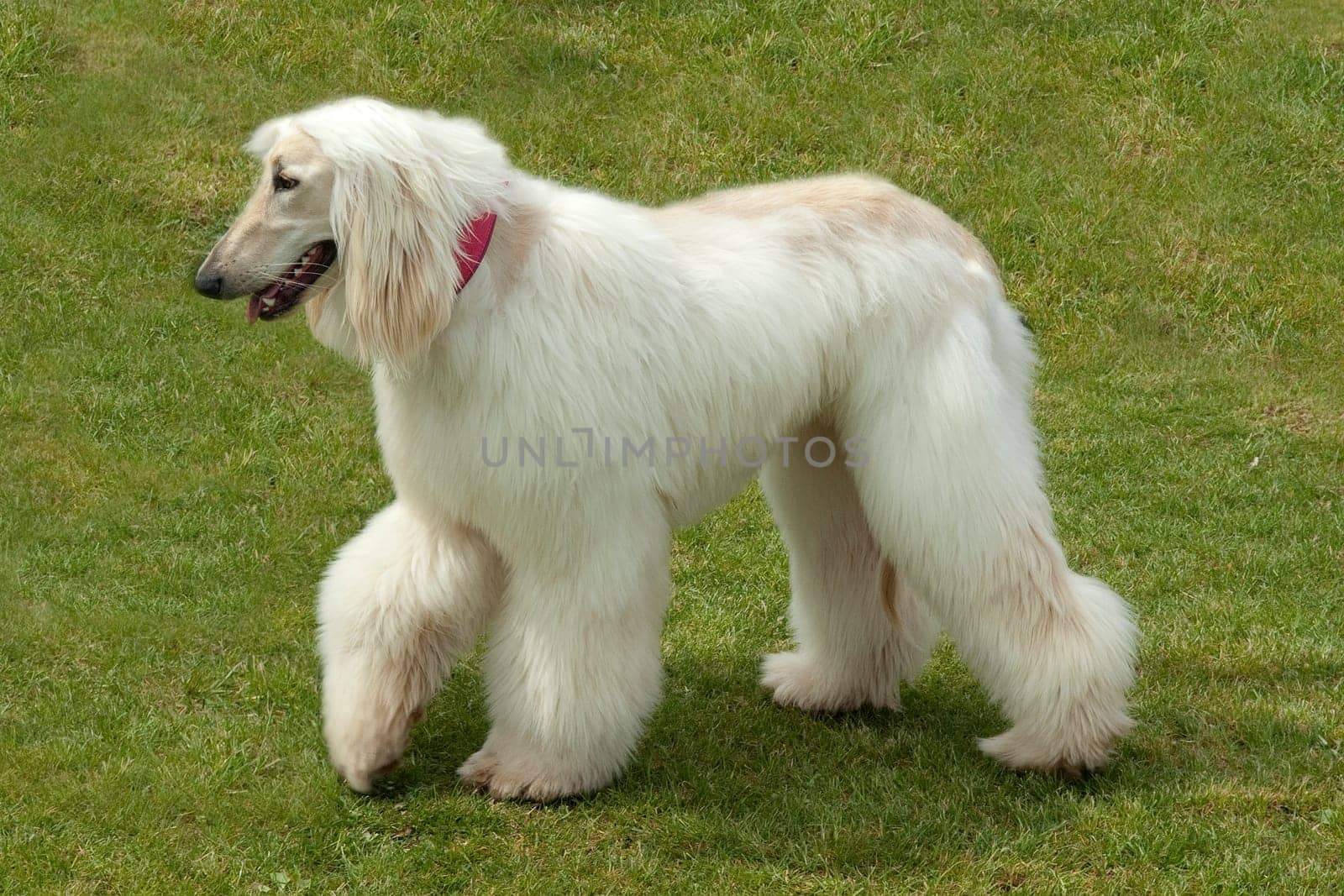 Afghane  Afghanischer  Windhund