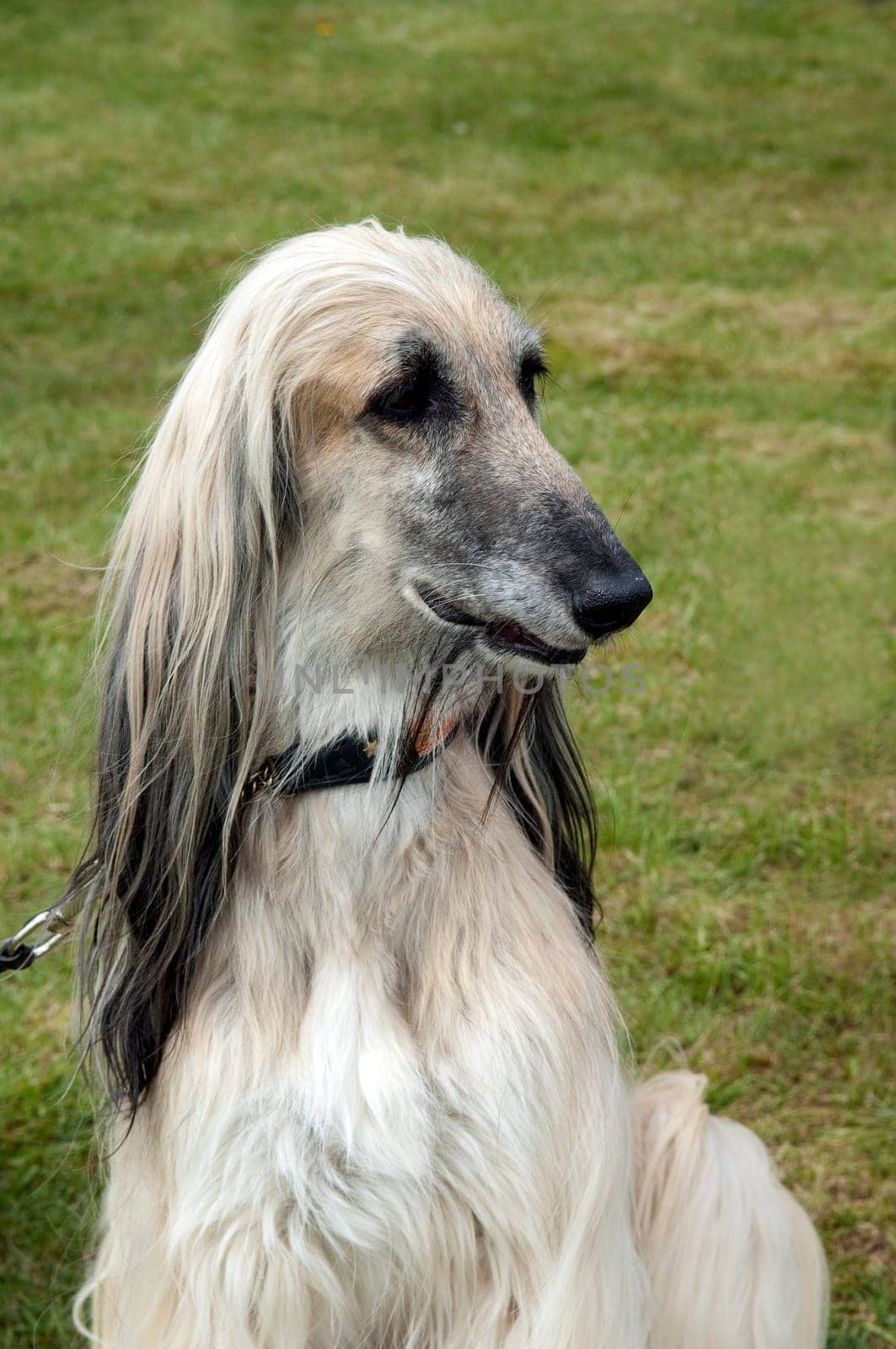 Afghane  Afghanischer  Windhund