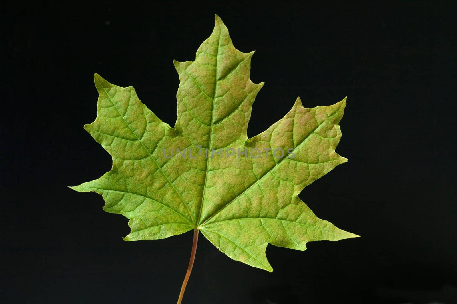 Ahornblatt, acer