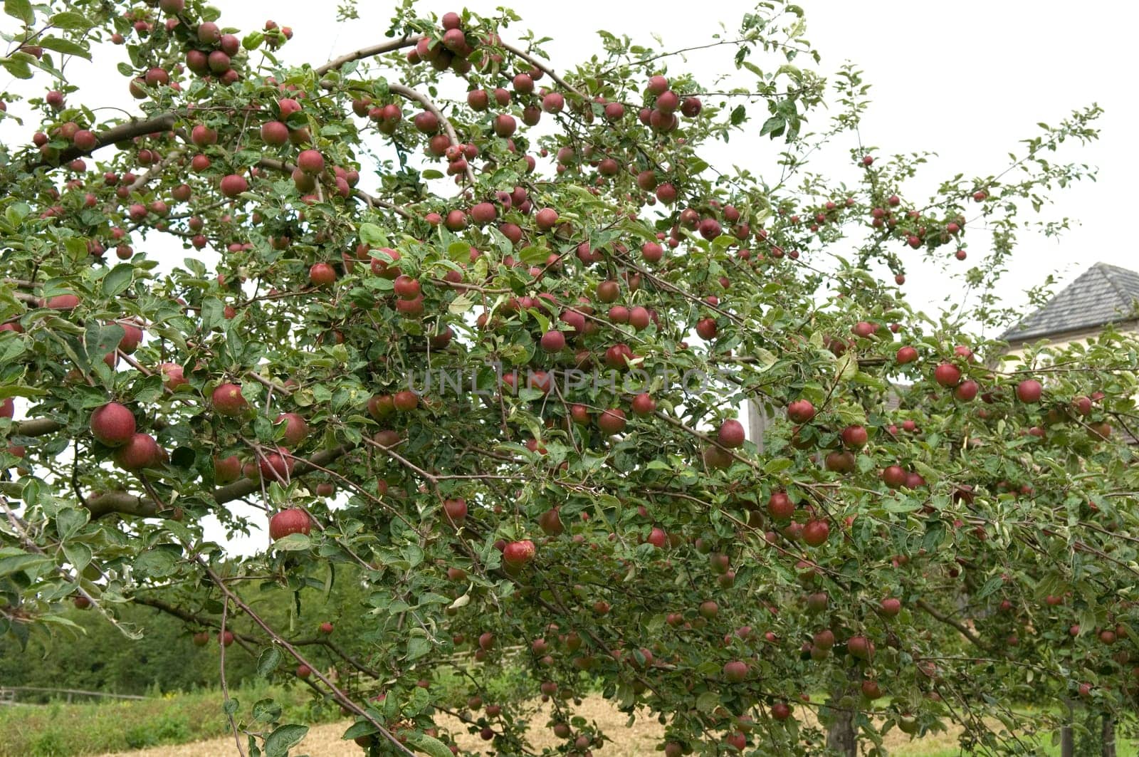 Apfelbaum