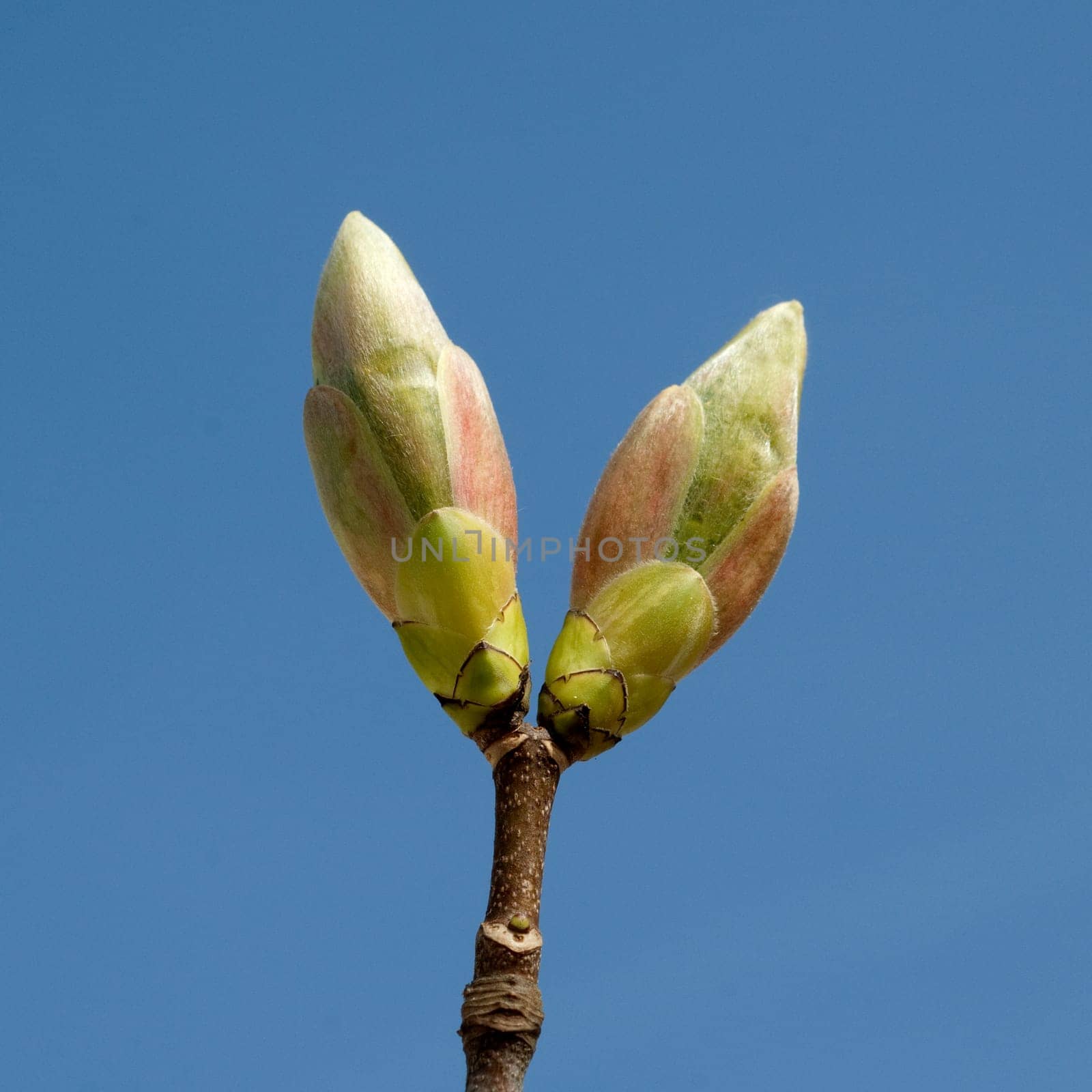Ahornknospe, Acer