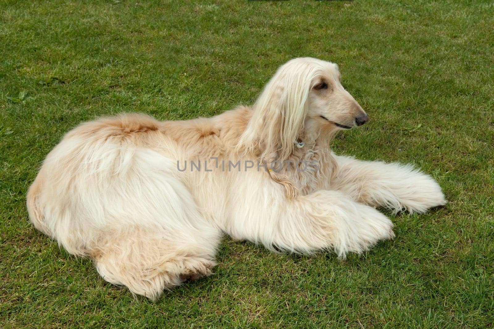 Afghane  Afghanischer  Windhund
