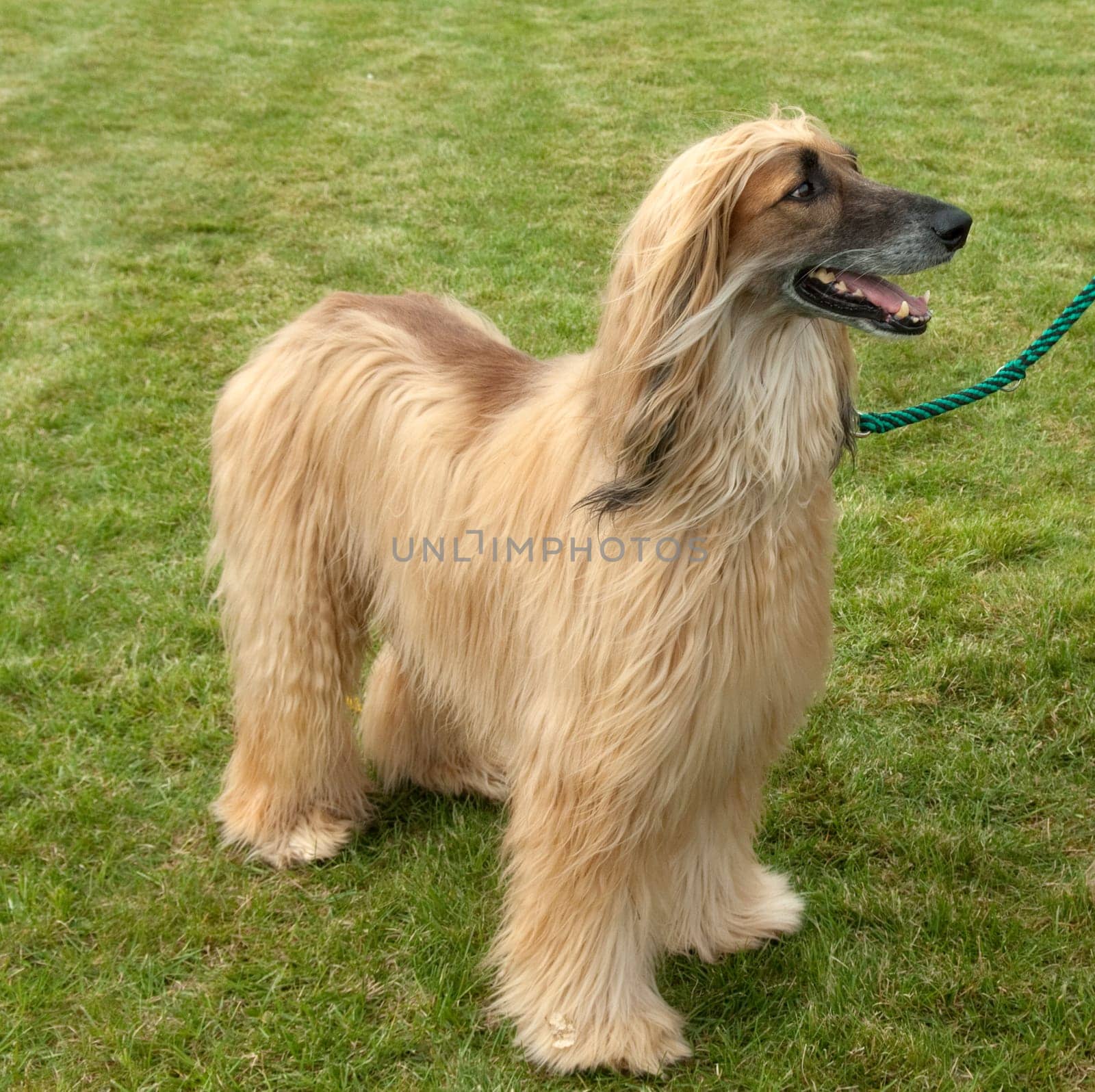 Afghanischer  Windhund