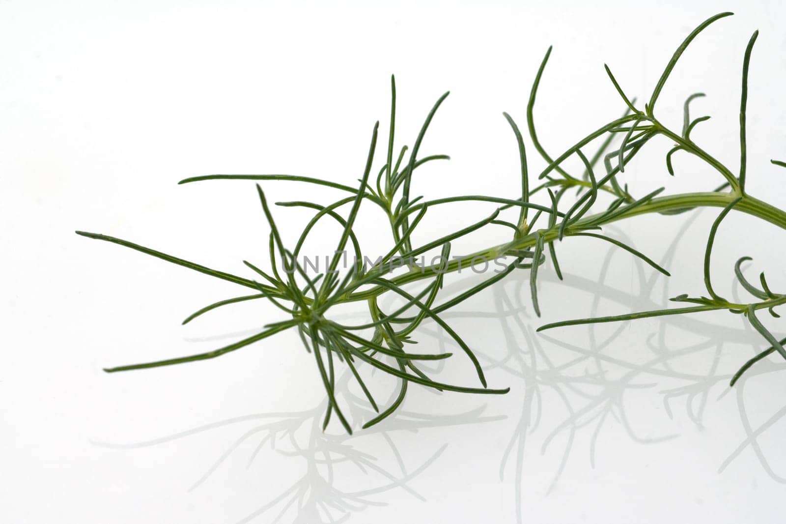 Agretti, Salzkraut, Salsola soda