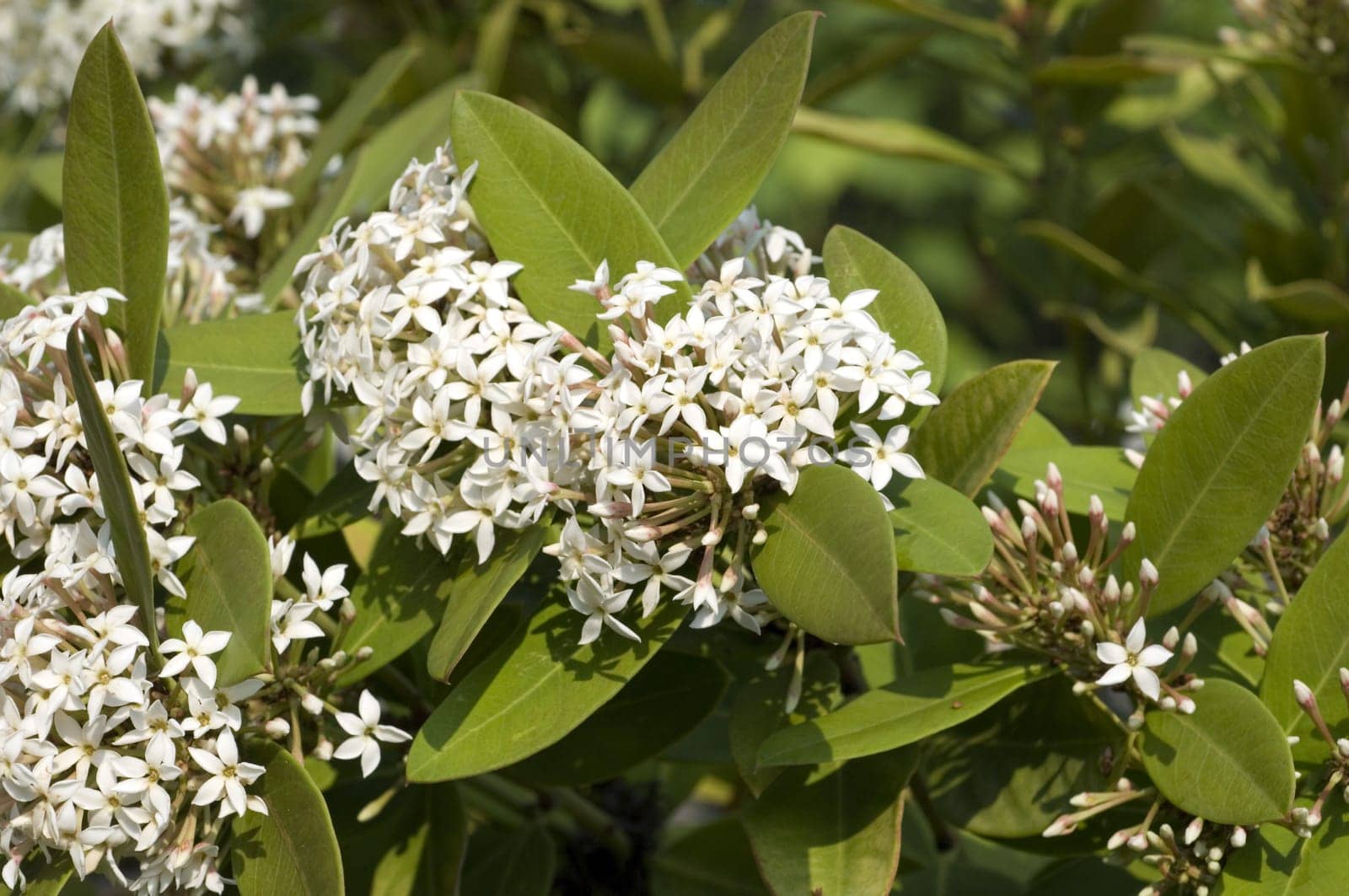 Afrikanisches Schoengift  Acokanthera oblongifolia
