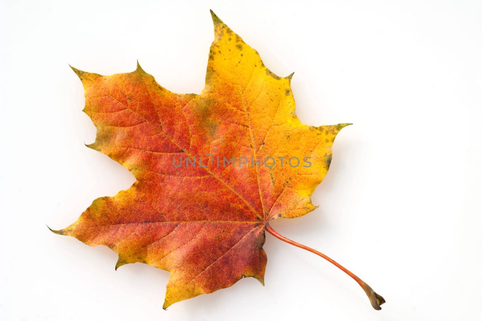 Ahornblatt im herbst