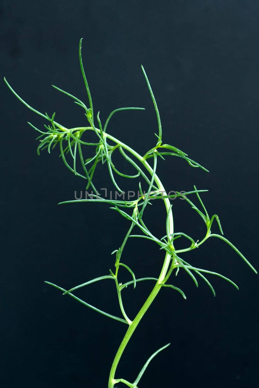 Agretti, Salzkraut, Salsola soda
