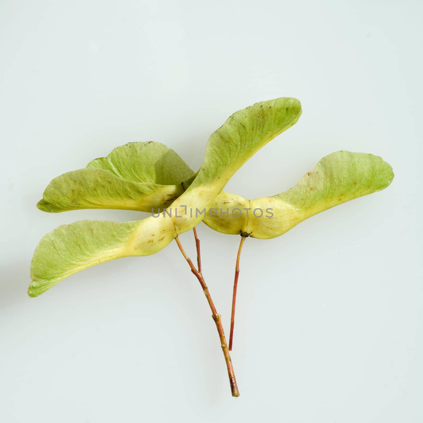 Ahorn, gefluegelte, Frucht