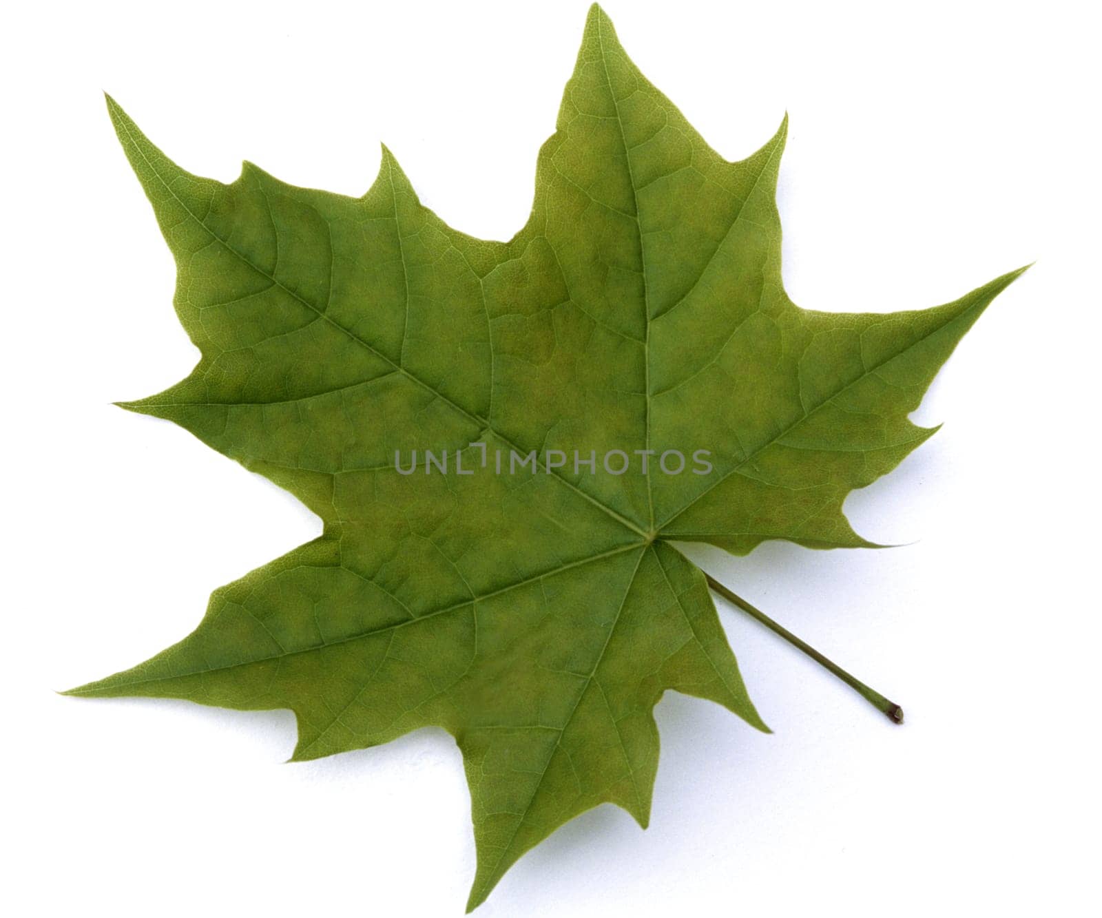 Ahornblatt, Acer