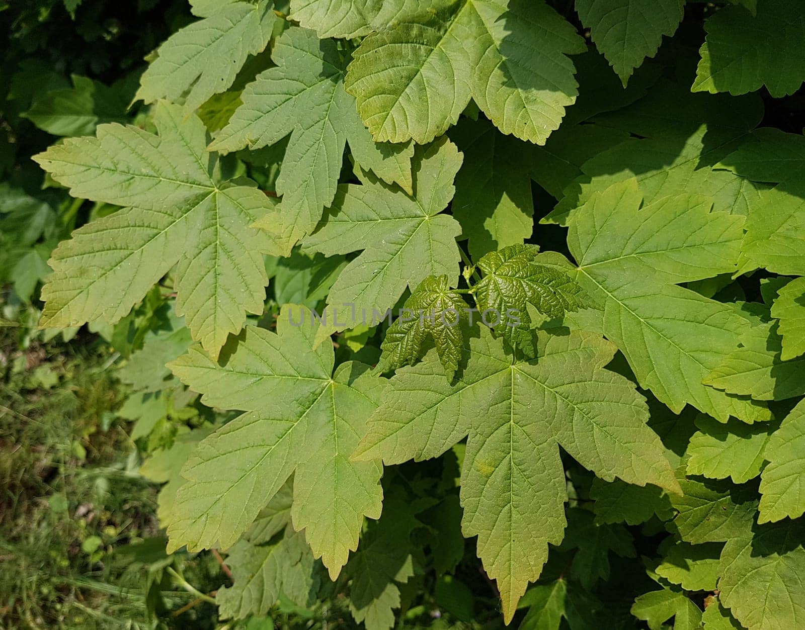 Ahornsproessling, Ahorn, Acer