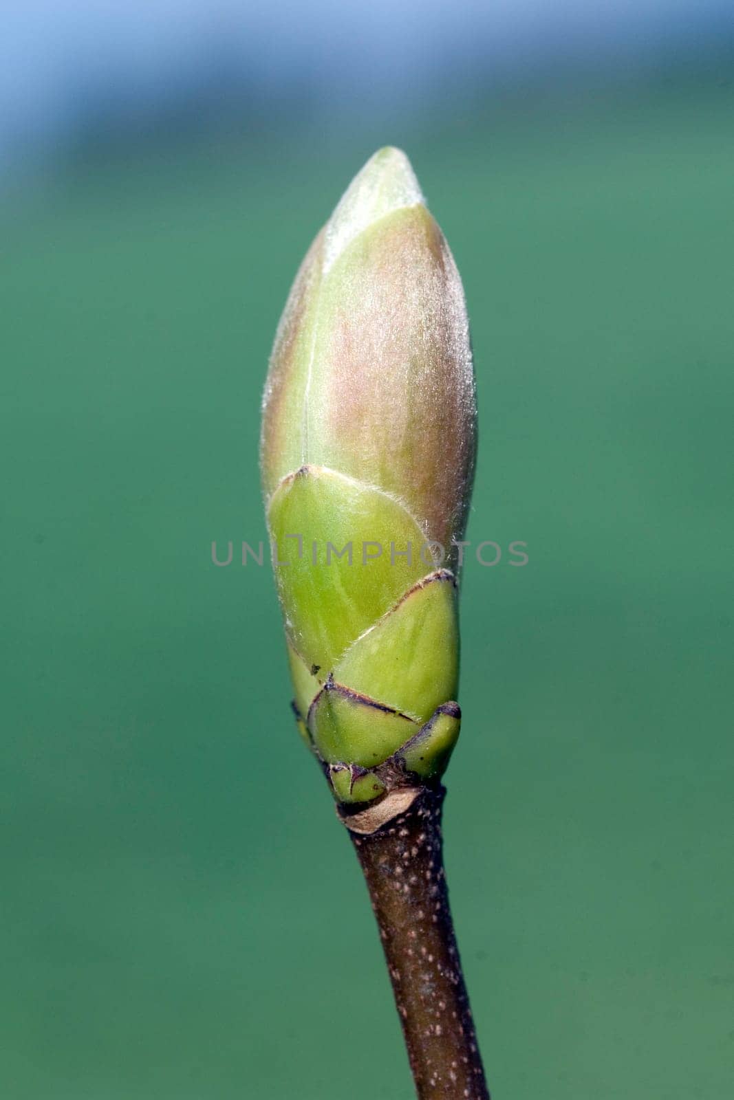 Ahornknospe, Acer