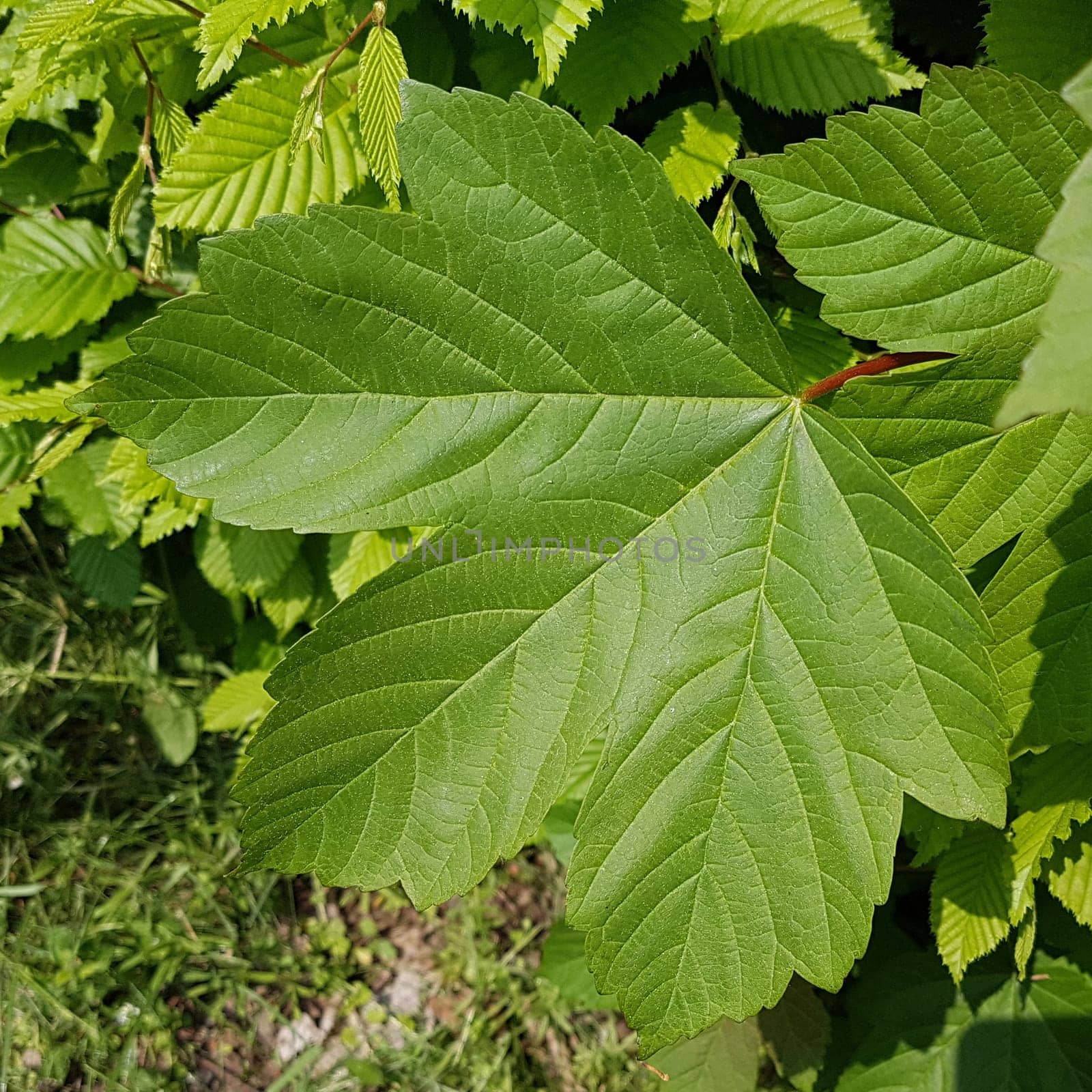 Ahornblatt  Ahornbaum  Blatt, gruen, Ahorn  Acer