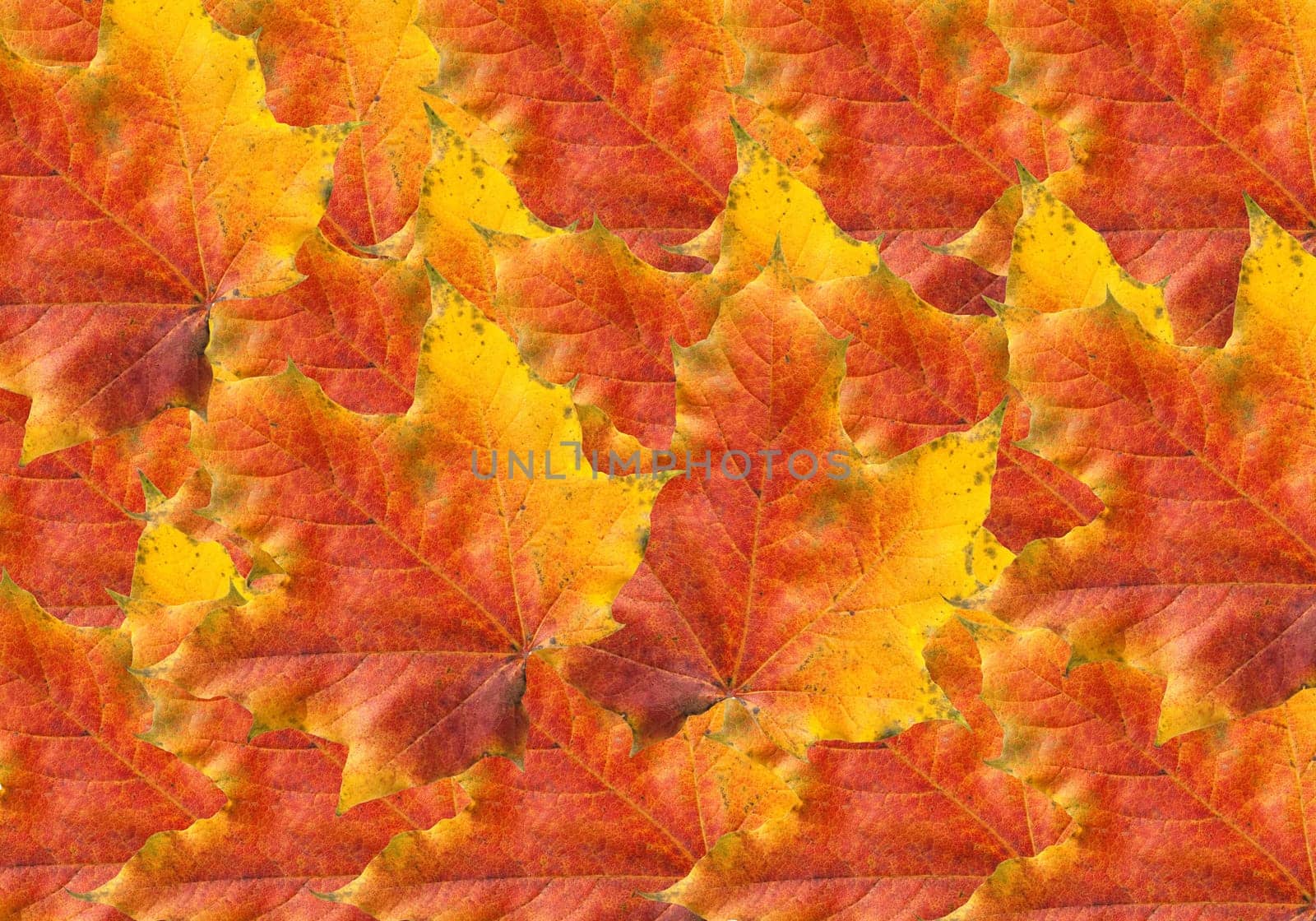 Ahornblatt, Ahornbaum, Herbstblaetter