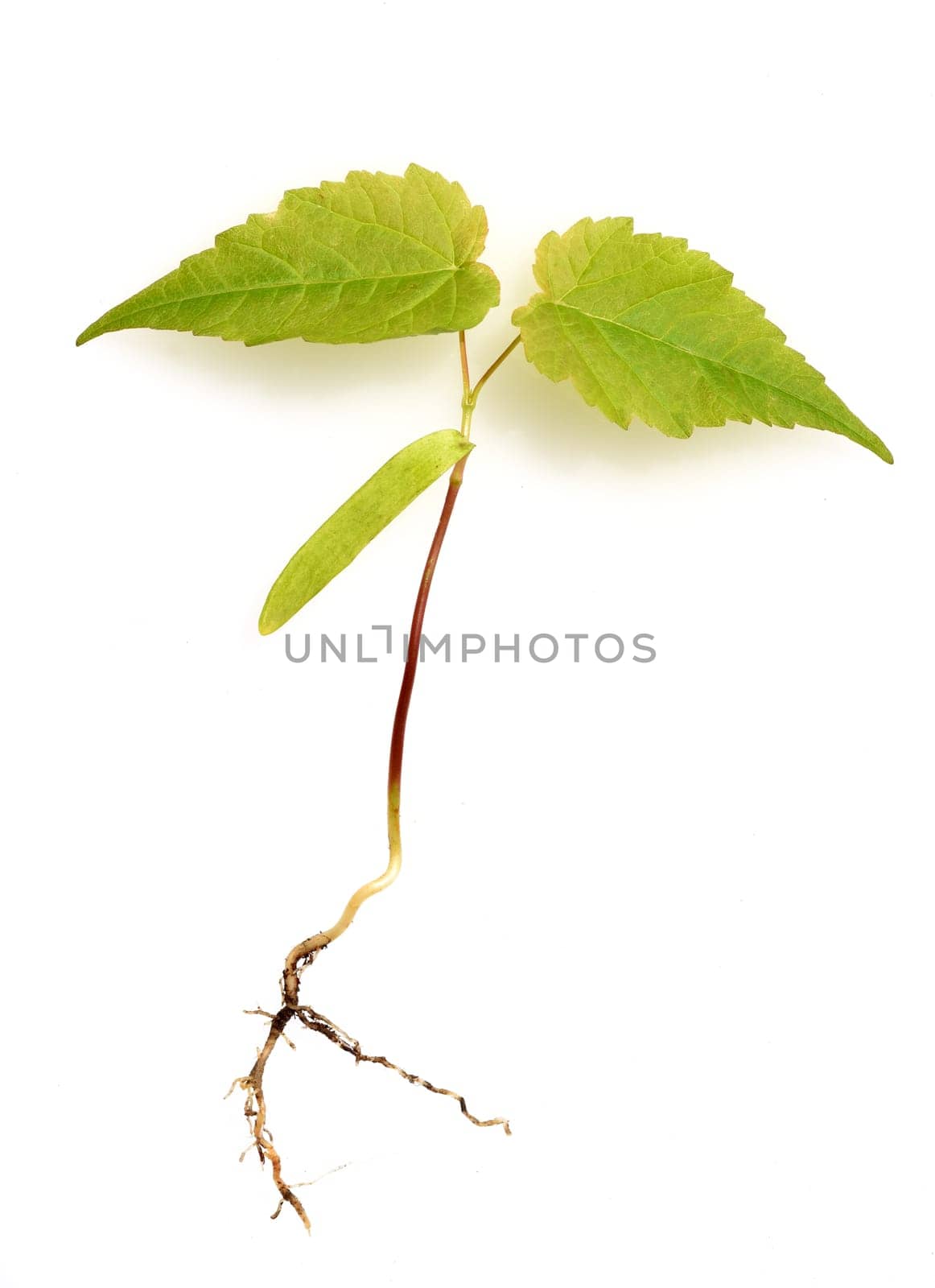 Ahornsproessling, Ahorn, Acer