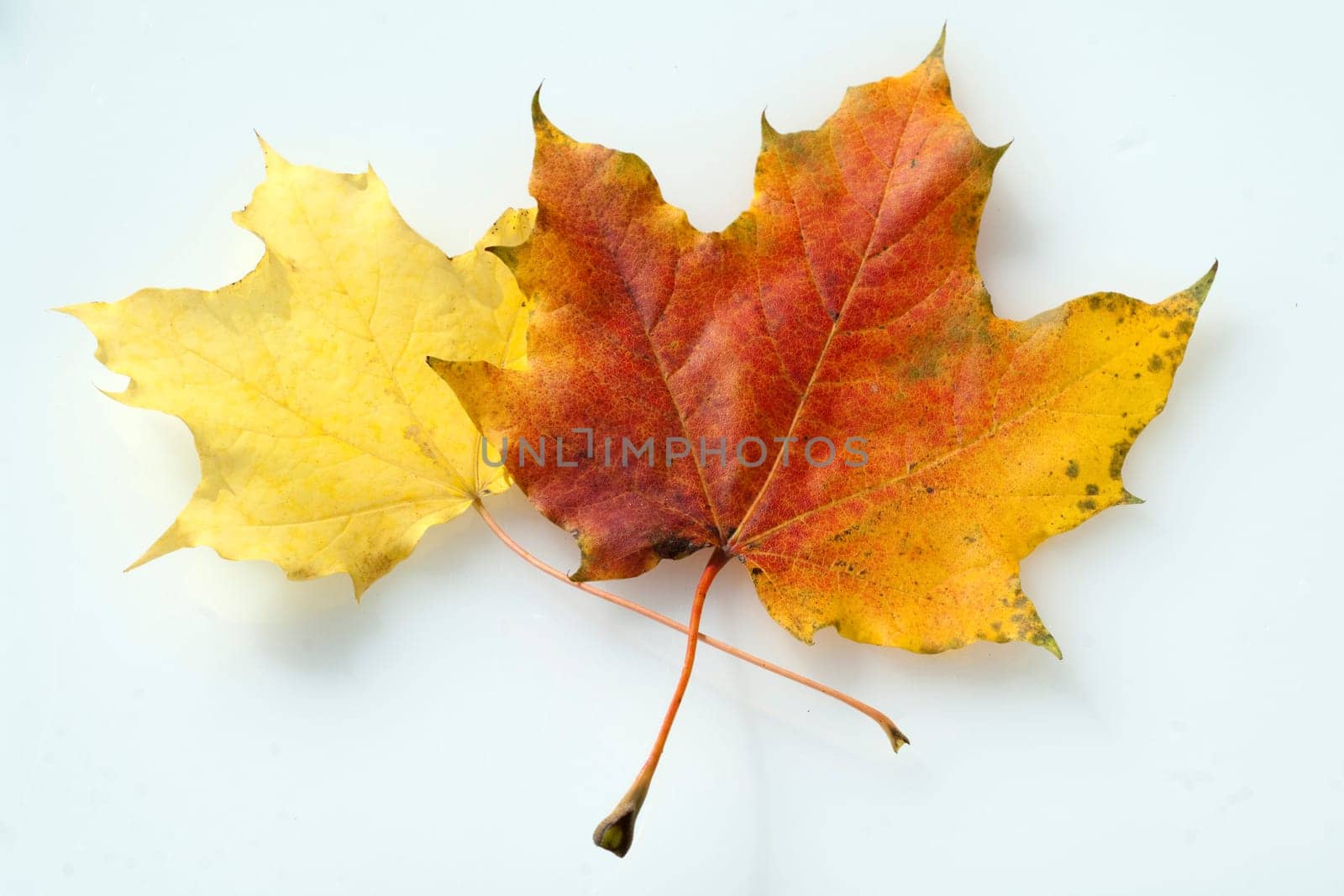 Ahornblatt im herbst