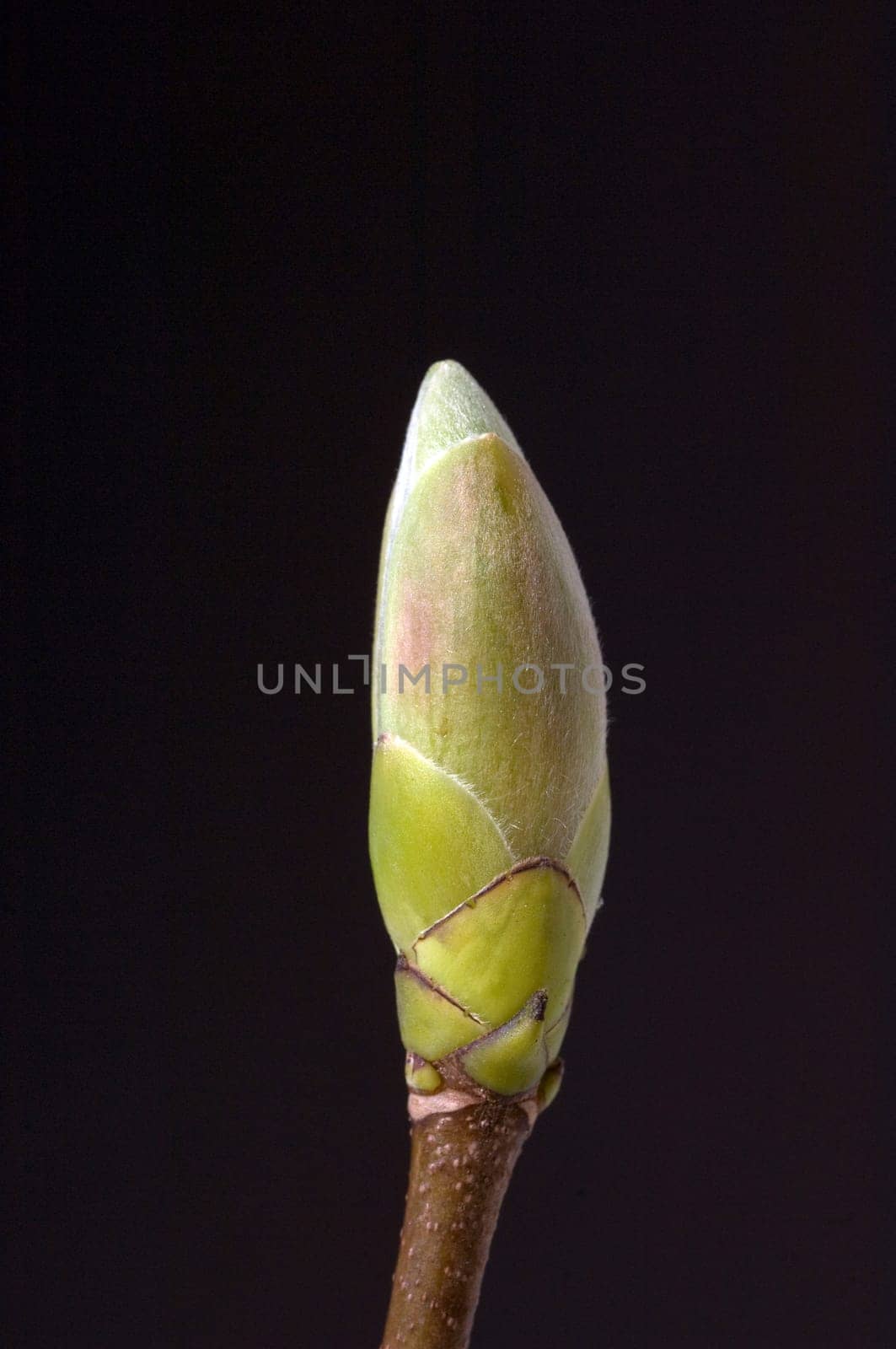 Ahornknospe, Acer
