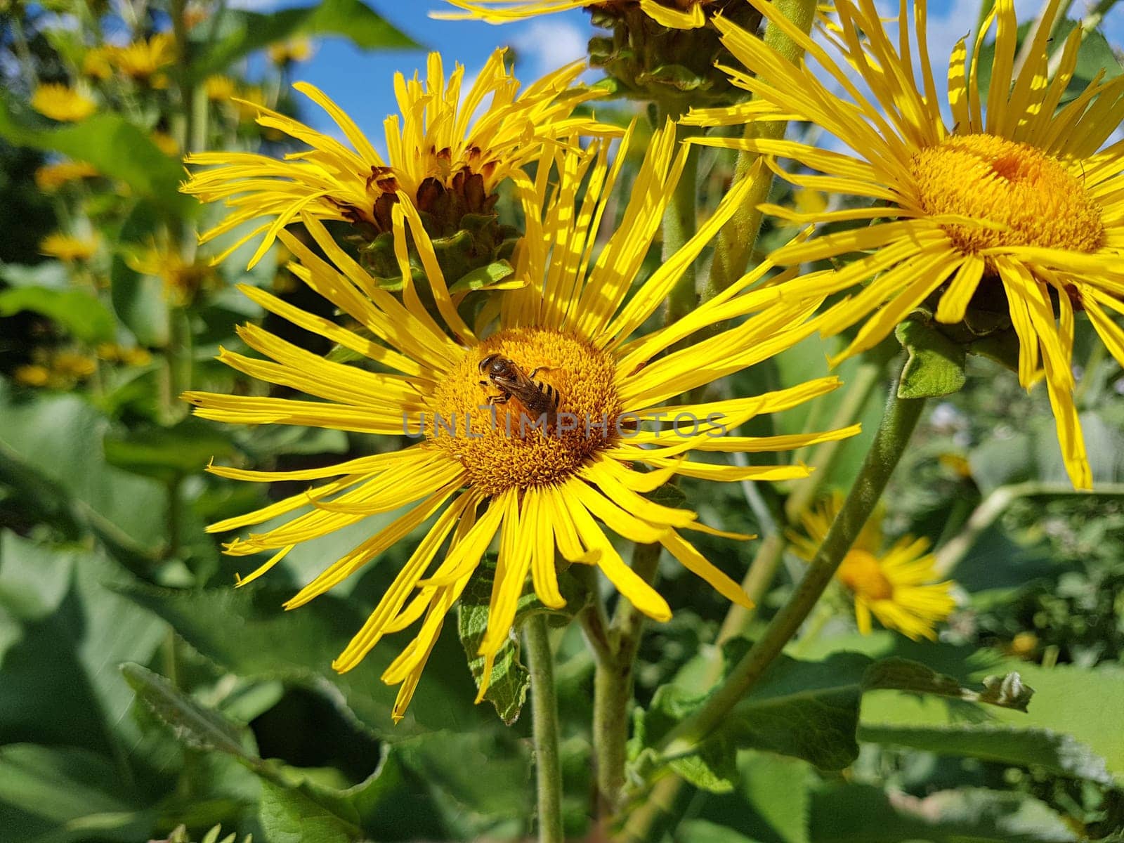 Alant  Bluete  Inula Helenium