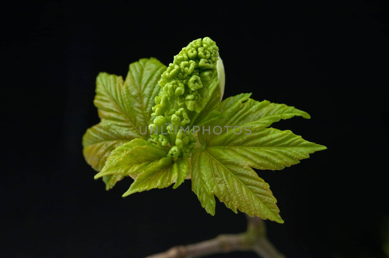 Ahornknospe, Acer