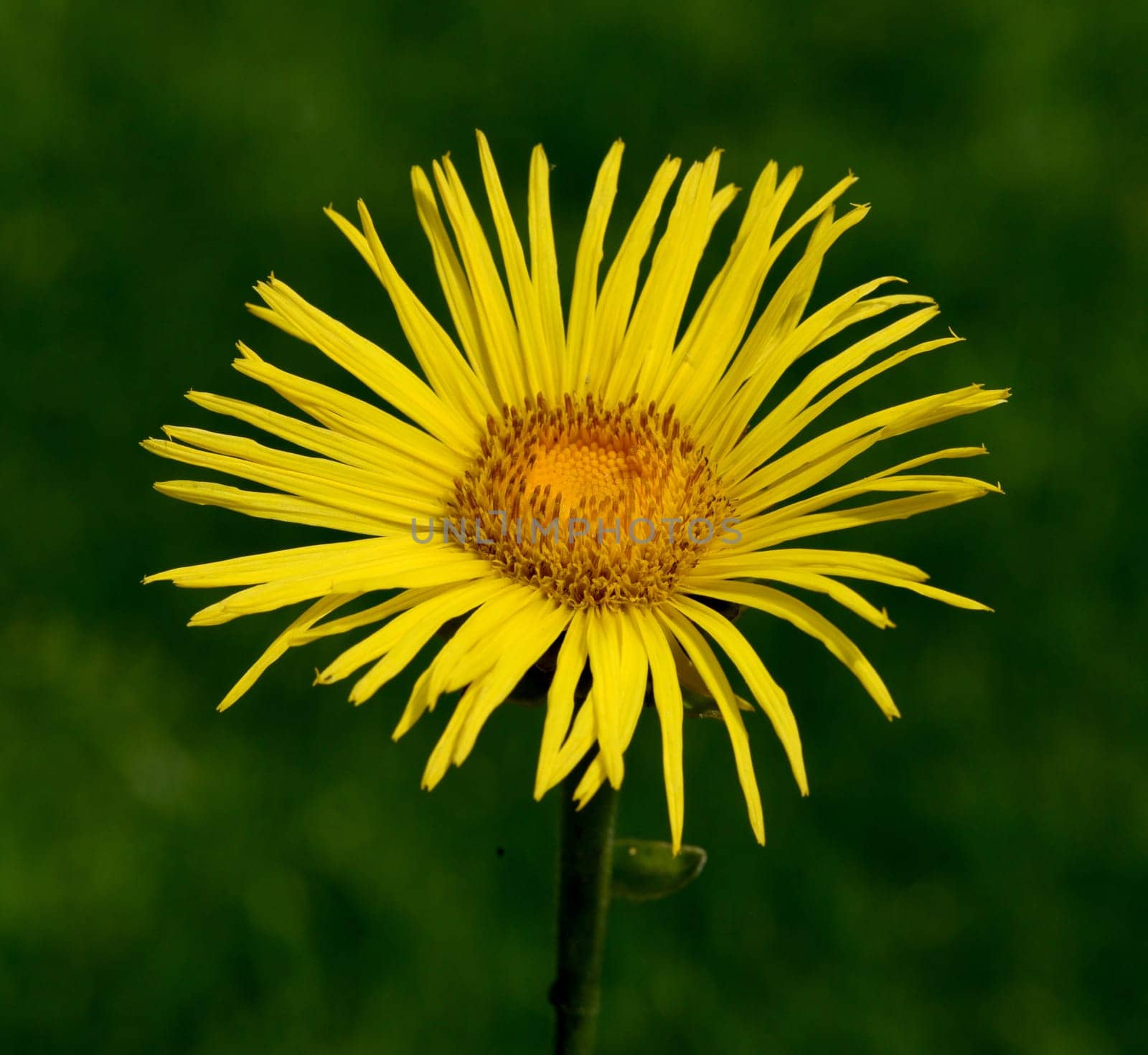 Alant  Bluete  Inula Helenium
