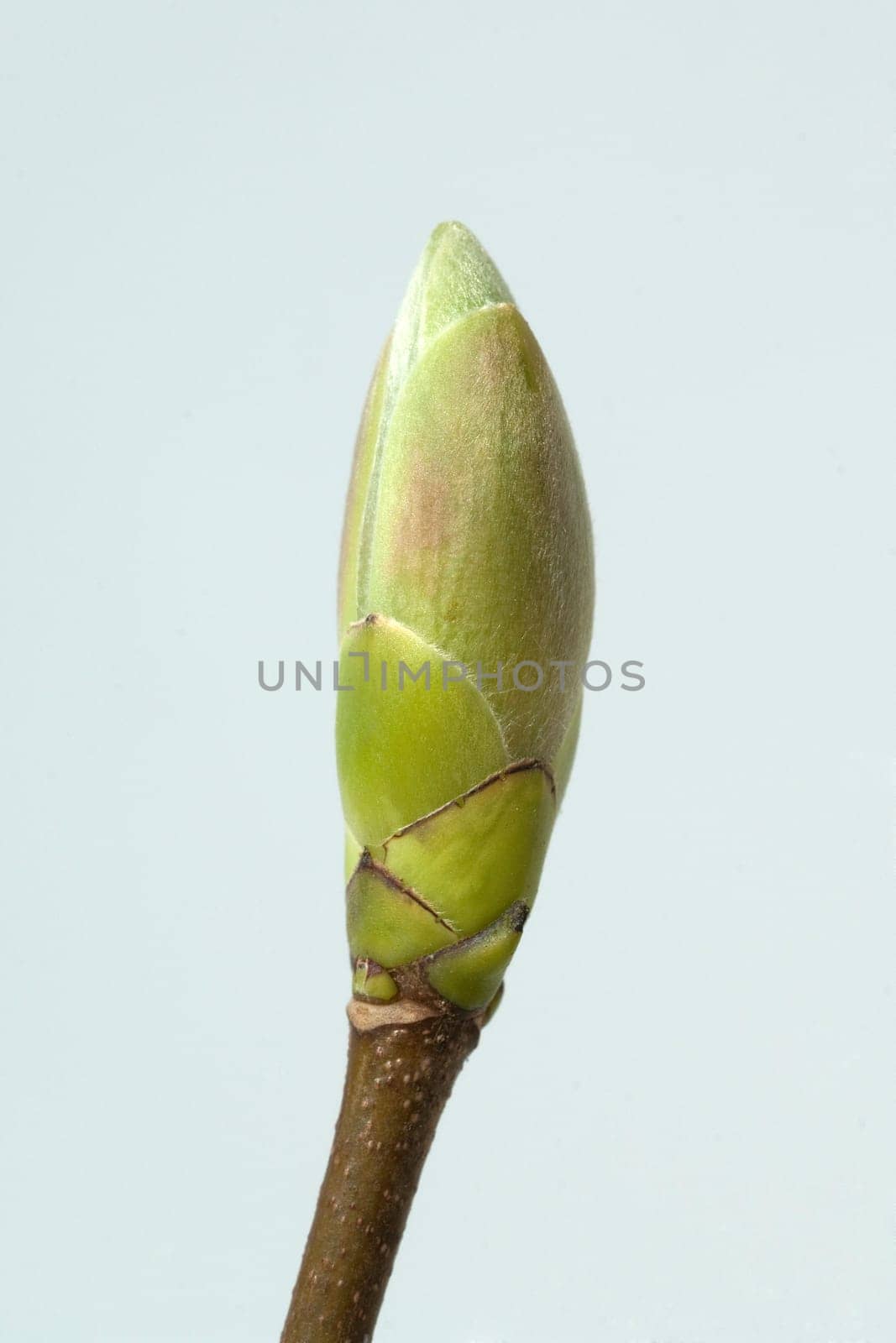 Ahornknospe, Acer