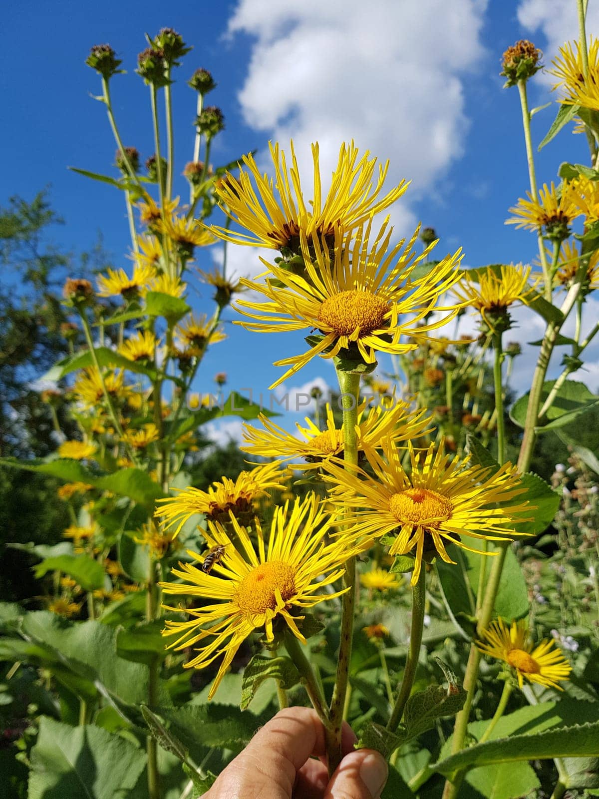 Alant  Bluete  Inula Helenium