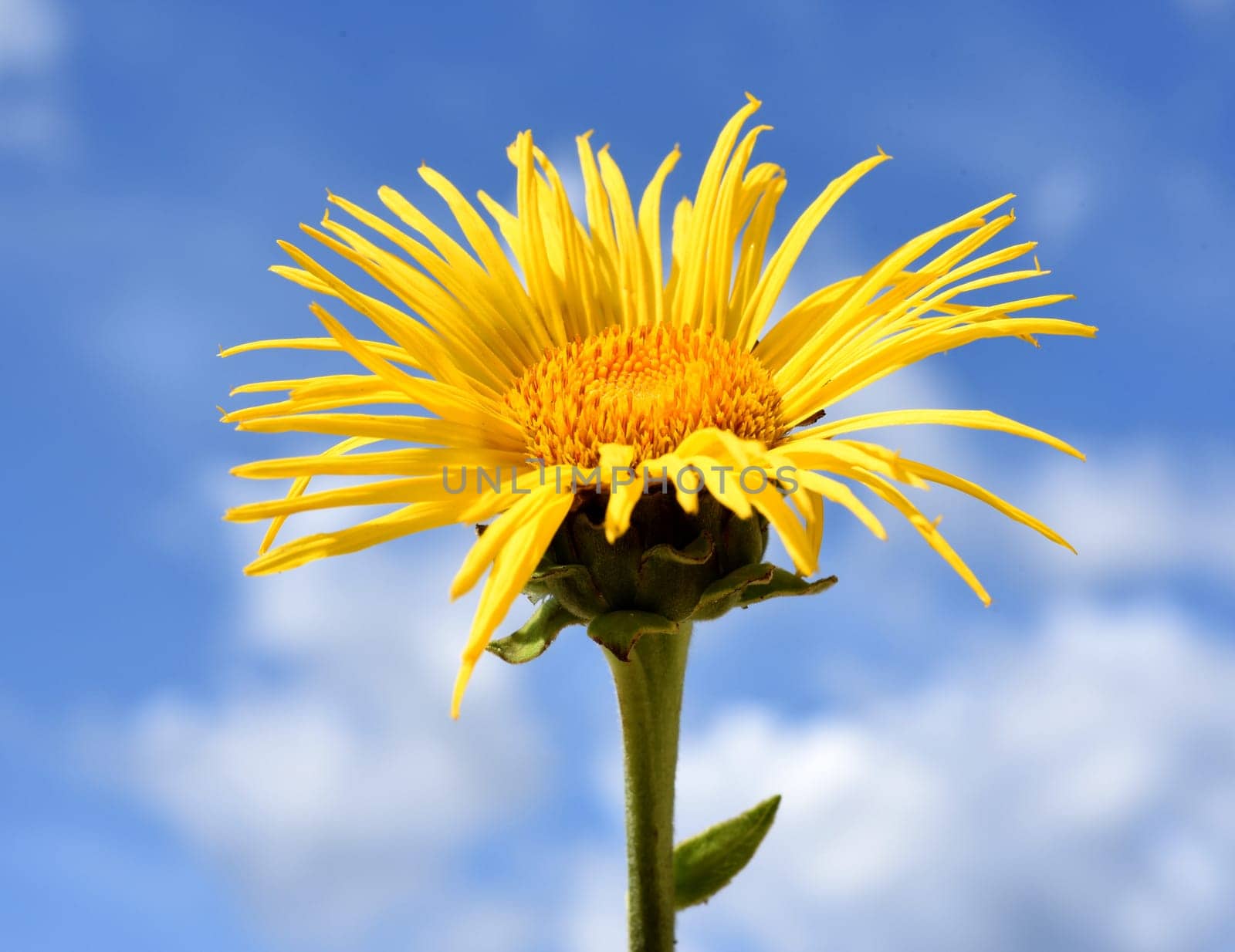 Alant  Bluete  Inula Helenium