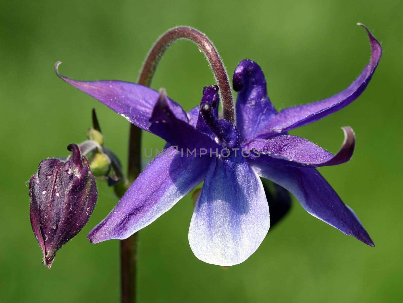 Die Gemeine Akelei, Aquilegia vulgaris, auch Gewoehnliche Akelei oder Waldakelei genannt, ist eine heimische Wildstaude. The common columbine, Aquilegia vulgaris, also known as the common columbine or forest acele, is a native wild shrub.