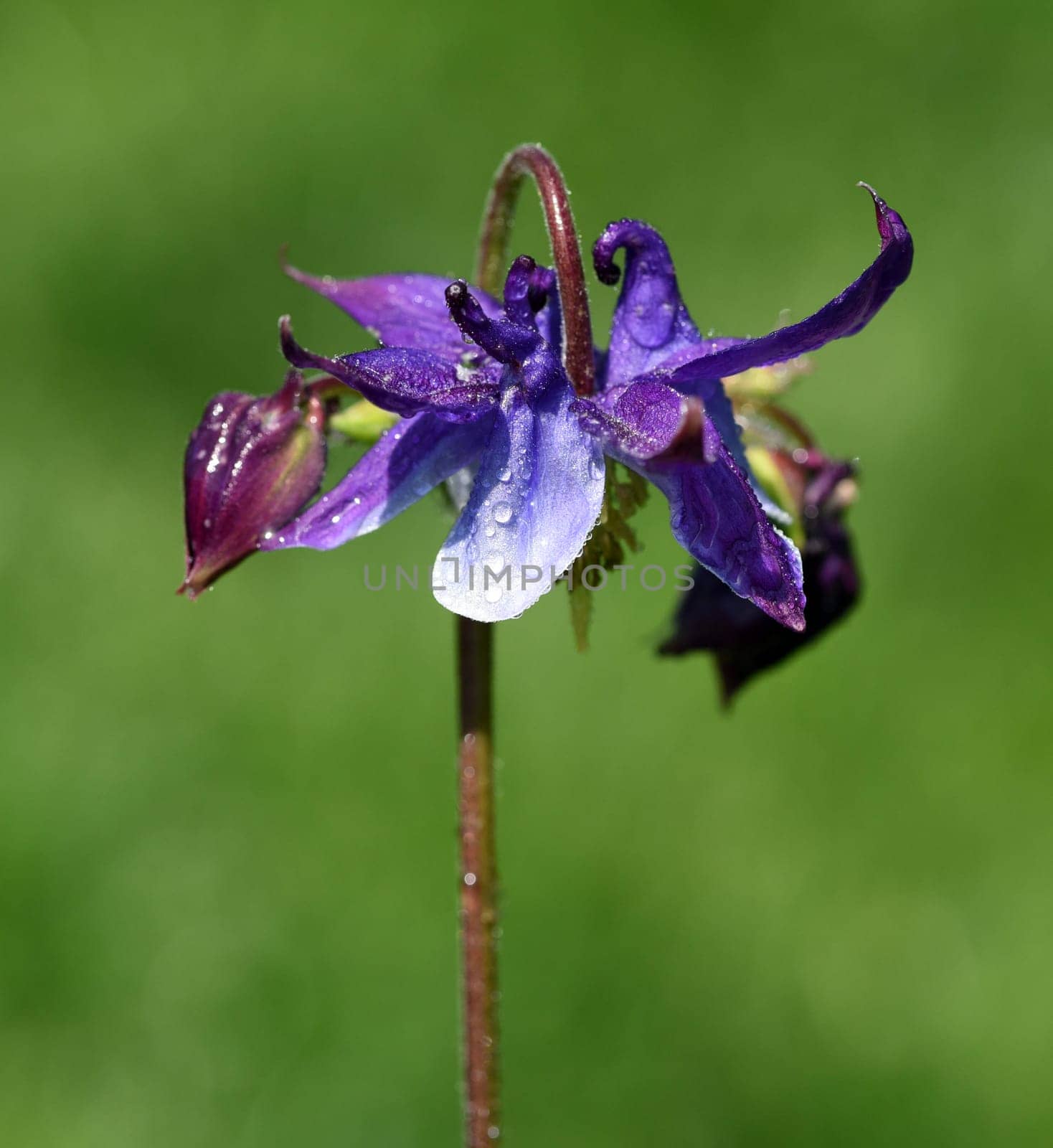 Die Gemeine Akelei, Aquilegia vulgaris, auch Gewoehnliche Akelei oder Waldakelei genannt, ist eine heimische Wildstaude. The common columbine, Aquilegia vulgaris, also known as the common columbine or forest acele, is a native wild shrub.