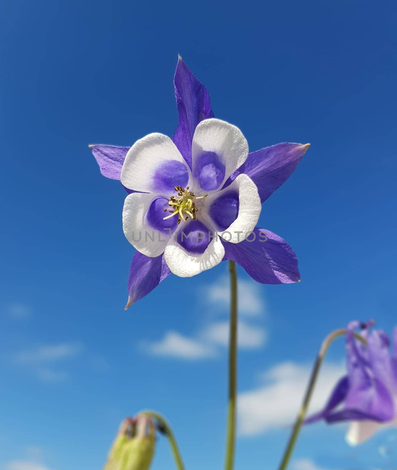 Akelei  Aquilegia  vulgaris