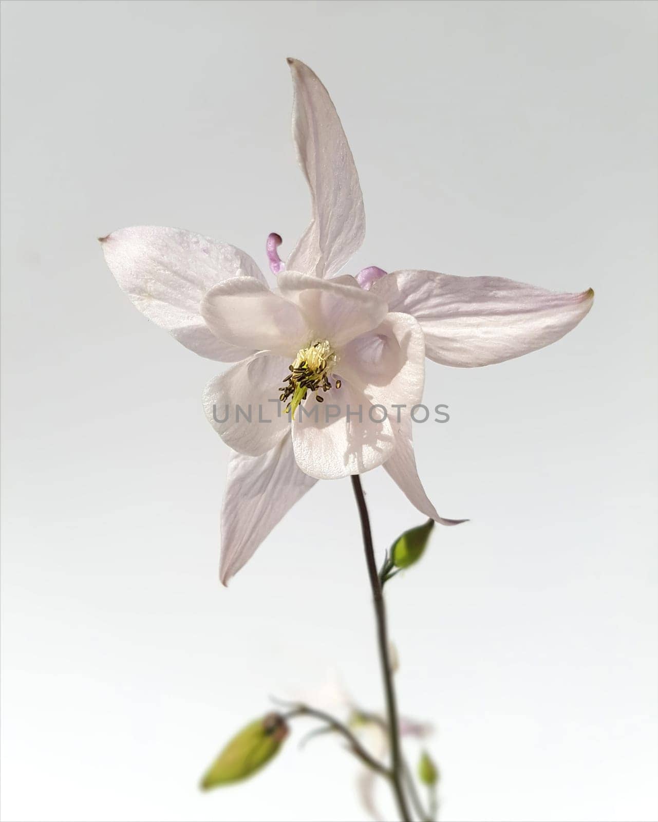 Akelei  Aquilegia  vulgaris