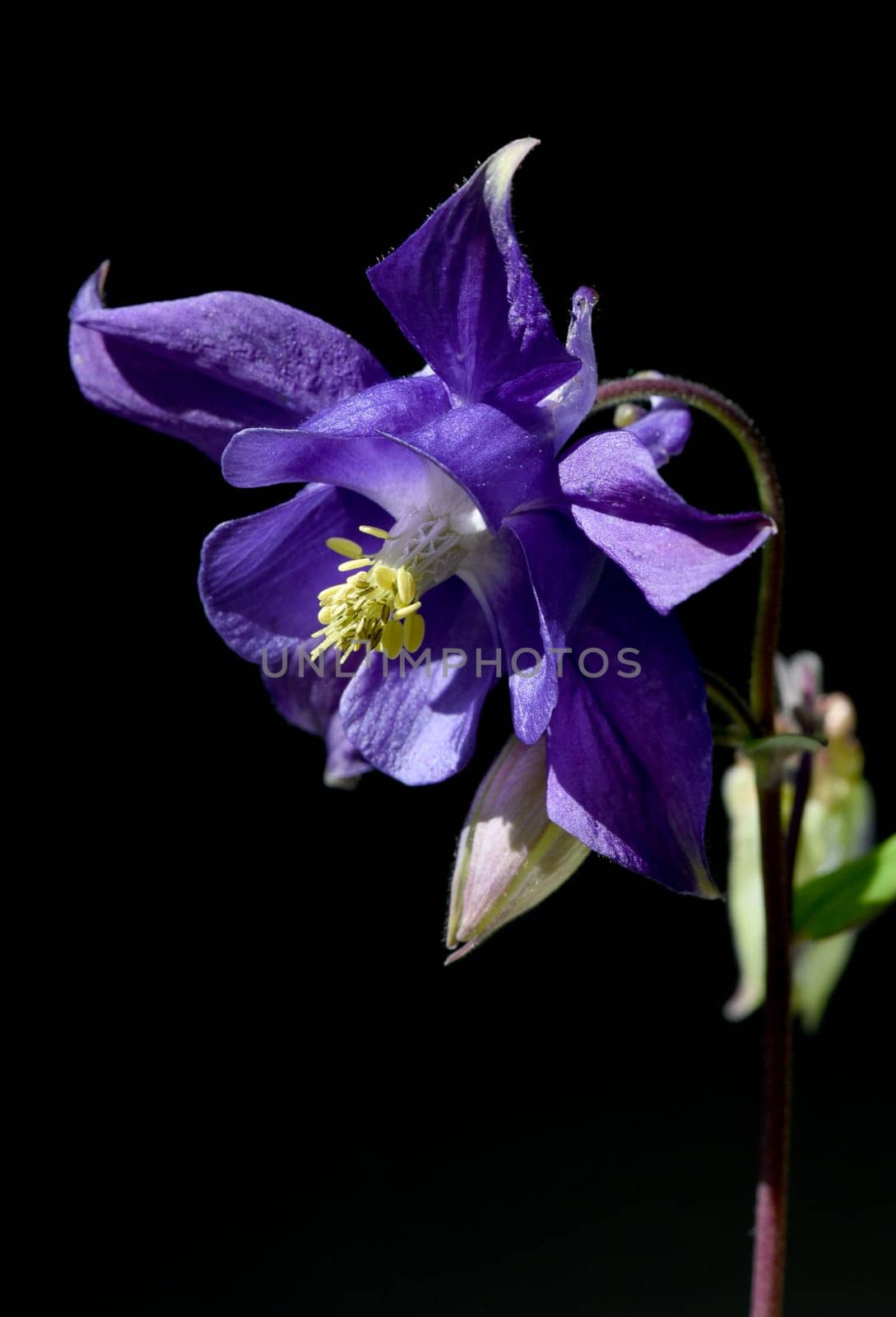 Akelei, Aquilegia, vulgaris