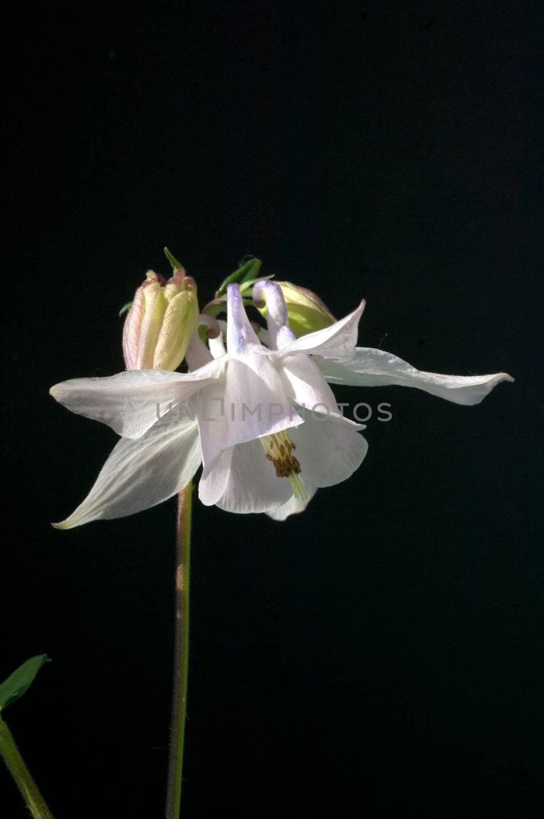 Akelei, Aquilegia vulgaris