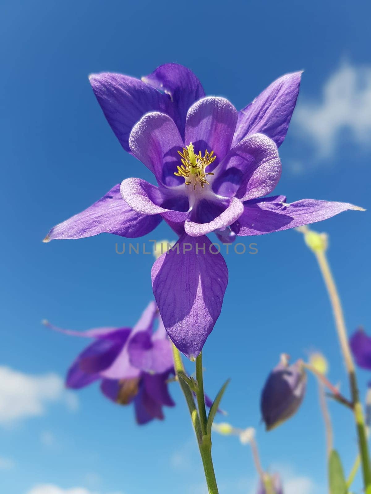 Akelei  Aquilegia  vulgaris