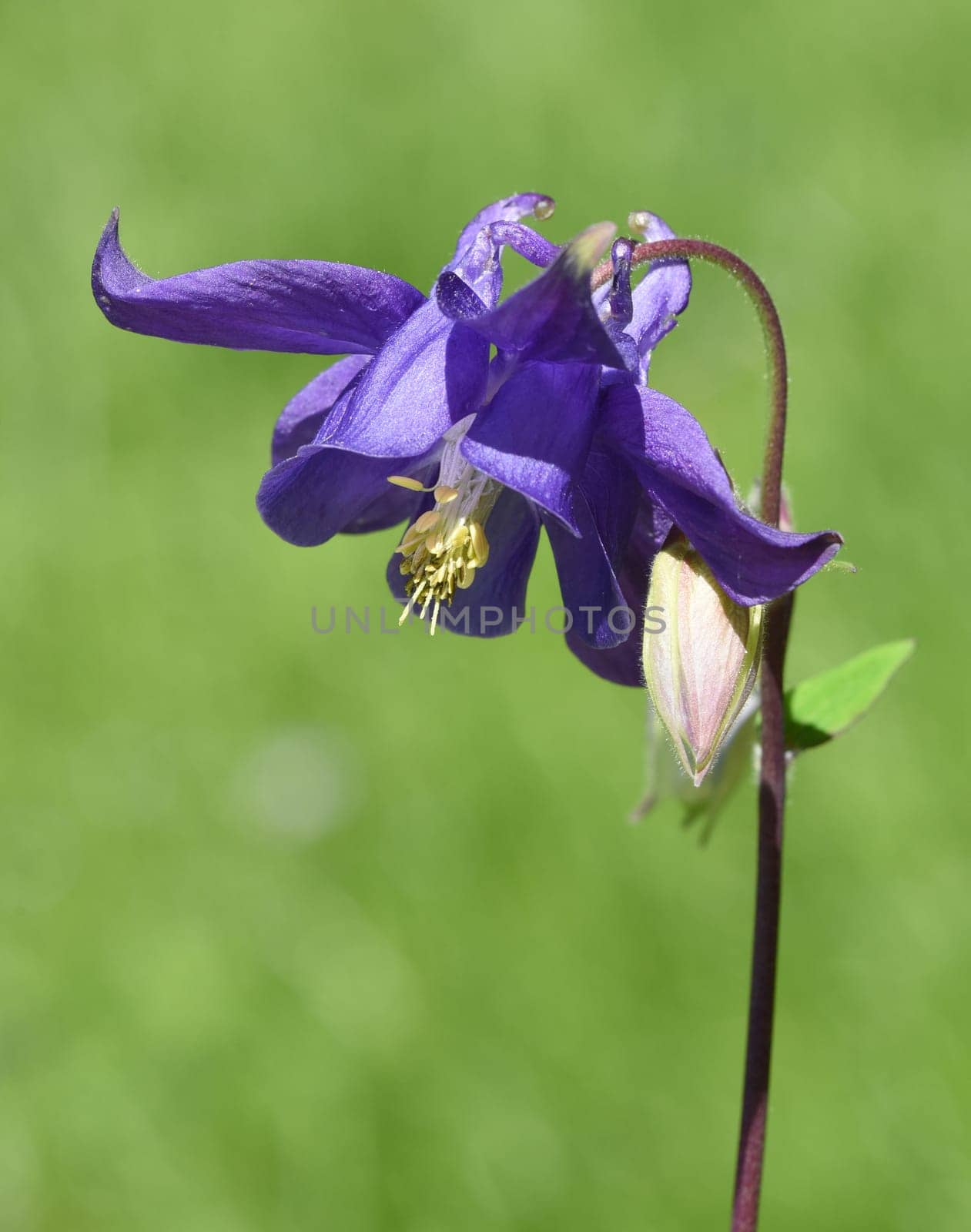 Akelei, Aquilegia, vulgaris