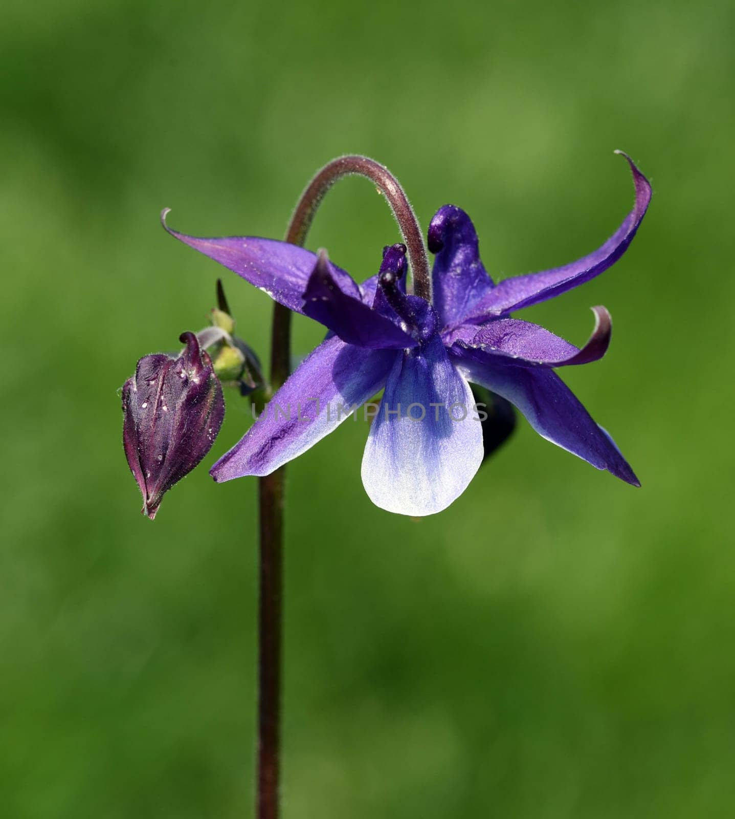 Die Gemeine Akelei, Aquilegia vulgaris, auch Gewoehnliche Akelei oder Waldakelei genannt, ist eine heimische Wildstaude. The common columbine, Aquilegia vulgaris, also known as the common columbine or forest acele, is a native wild shrub.