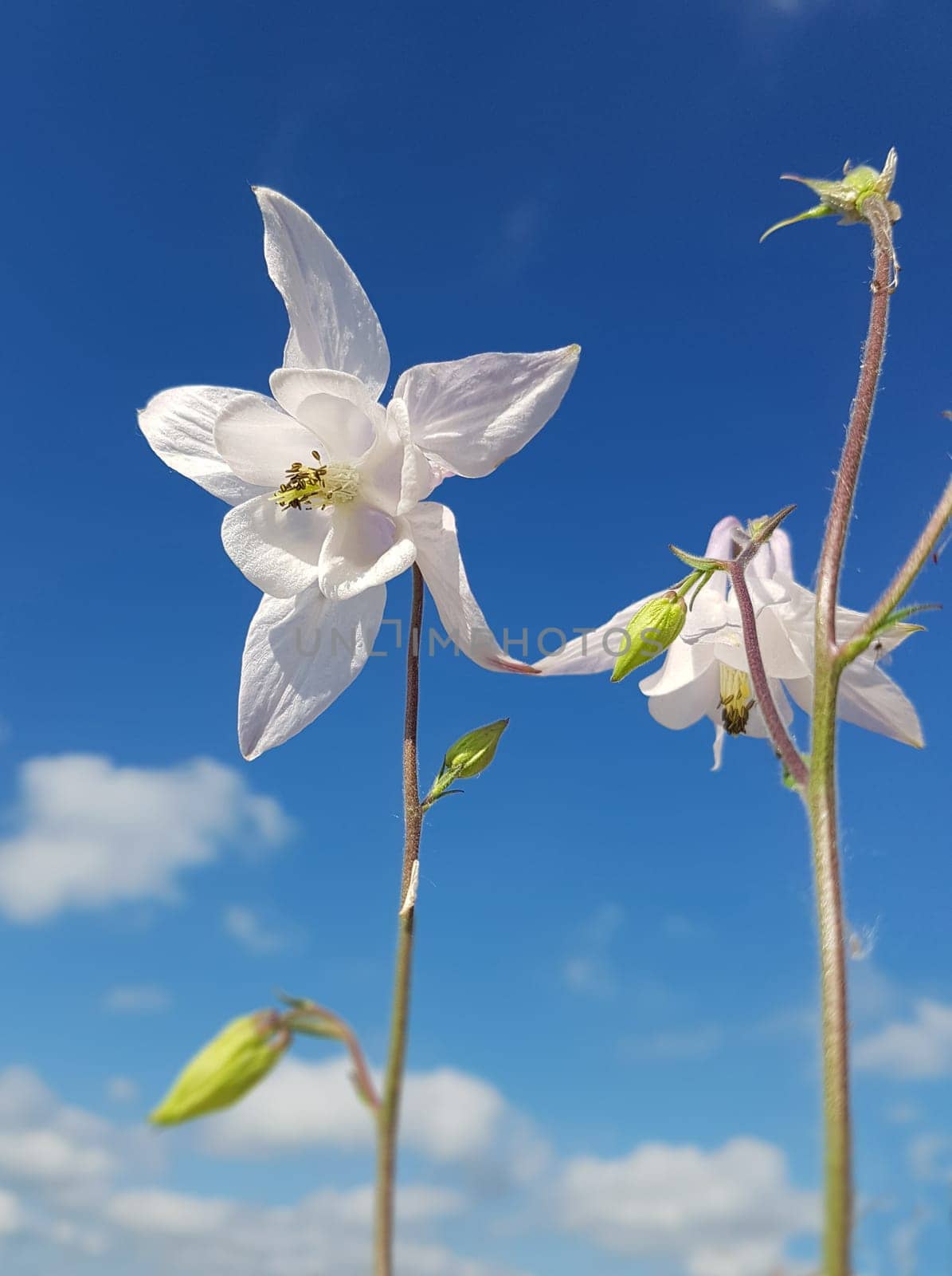Akelei  Aquilegia  vulgaris