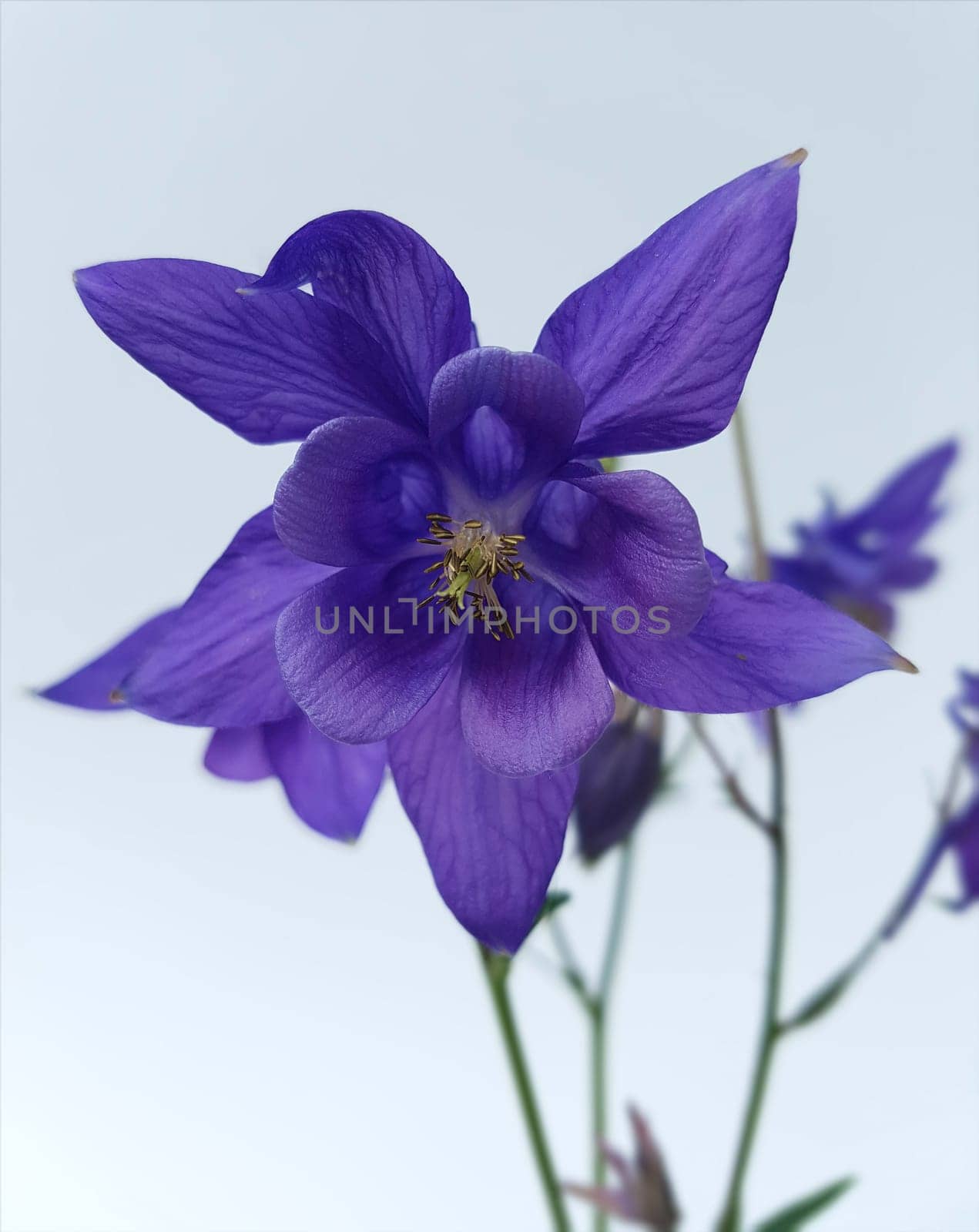 Akelei  Aquilegia  vulgaris